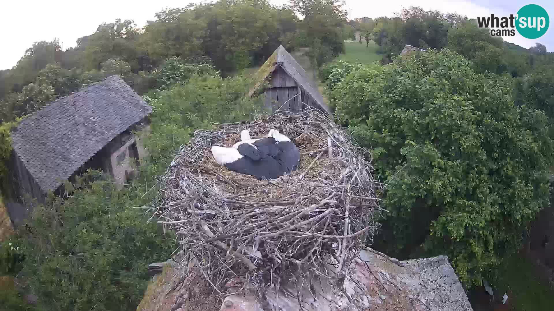 Live webcam European stork village – Lonjsko polje Nature Park