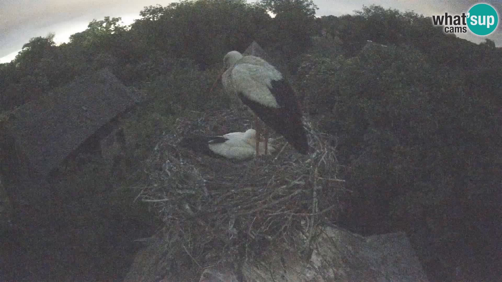 Live webcam European stork village – Lonjsko polje Nature Park