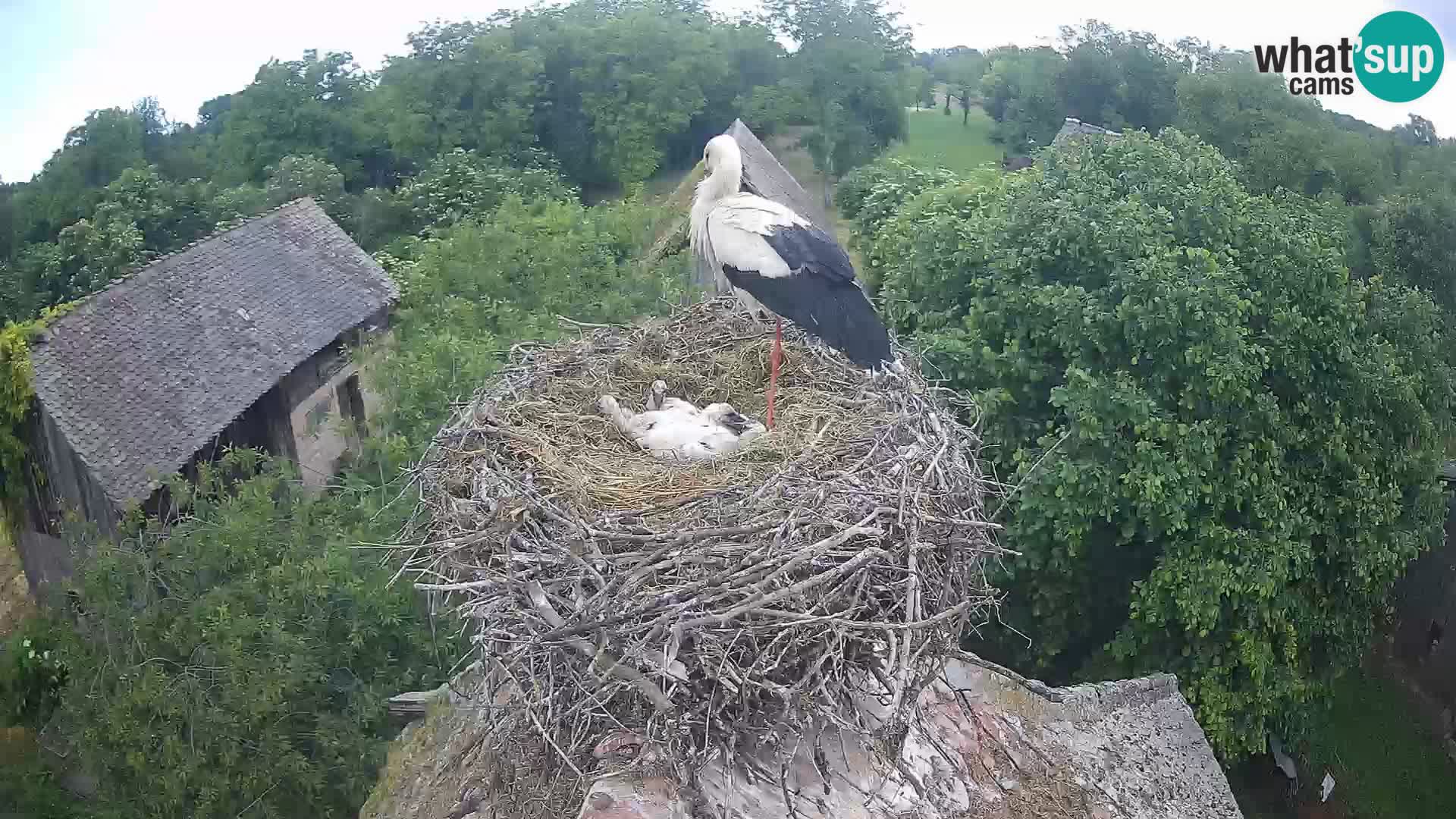 Webcam Europäisches Storchendorf – Naturpark Lonjsko polje