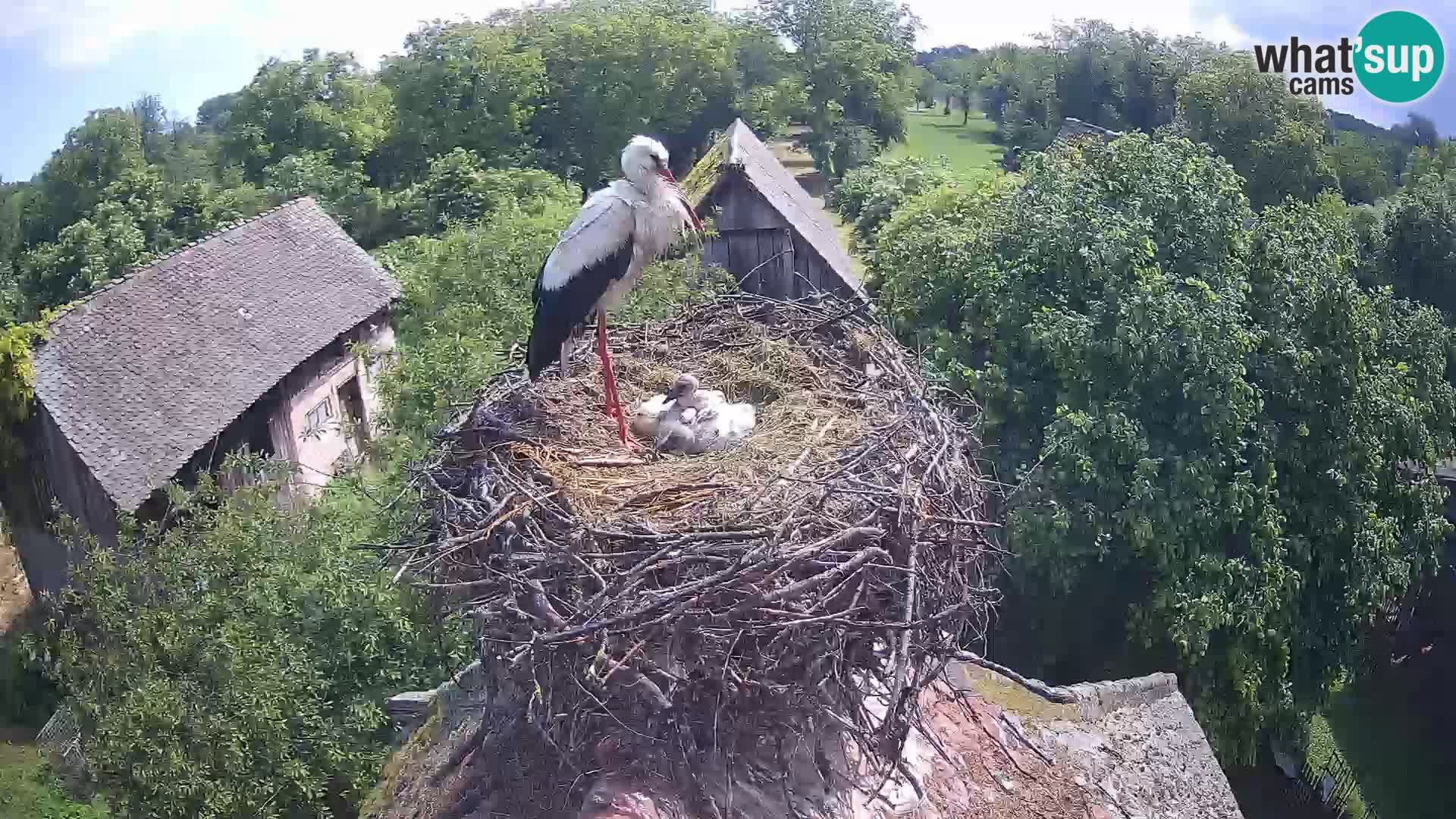 Webcam Europäisches Storchendorf – Naturpark Lonjsko polje