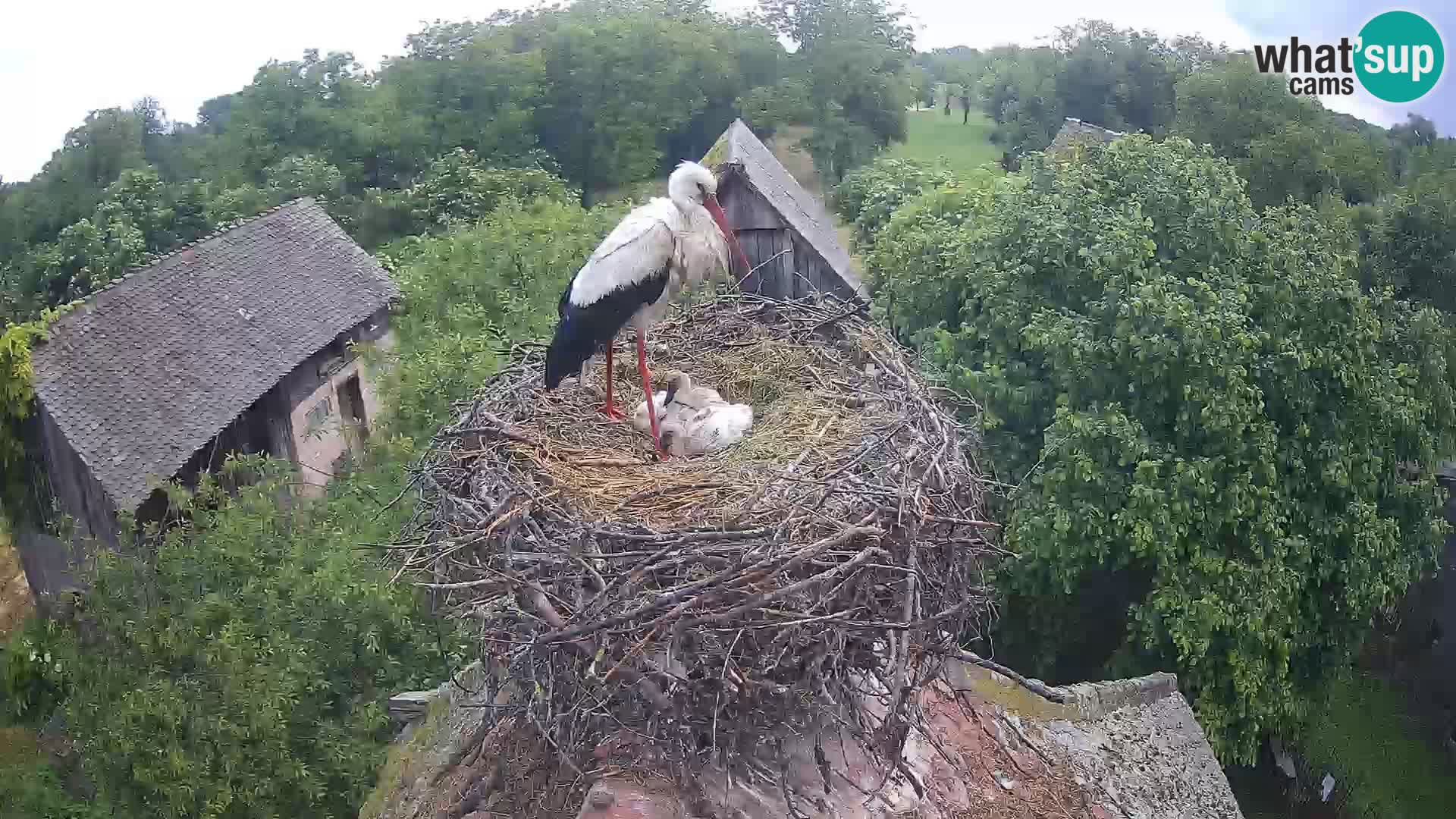 Webcam Europäisches Storchendorf – Naturpark Lonjsko polje
