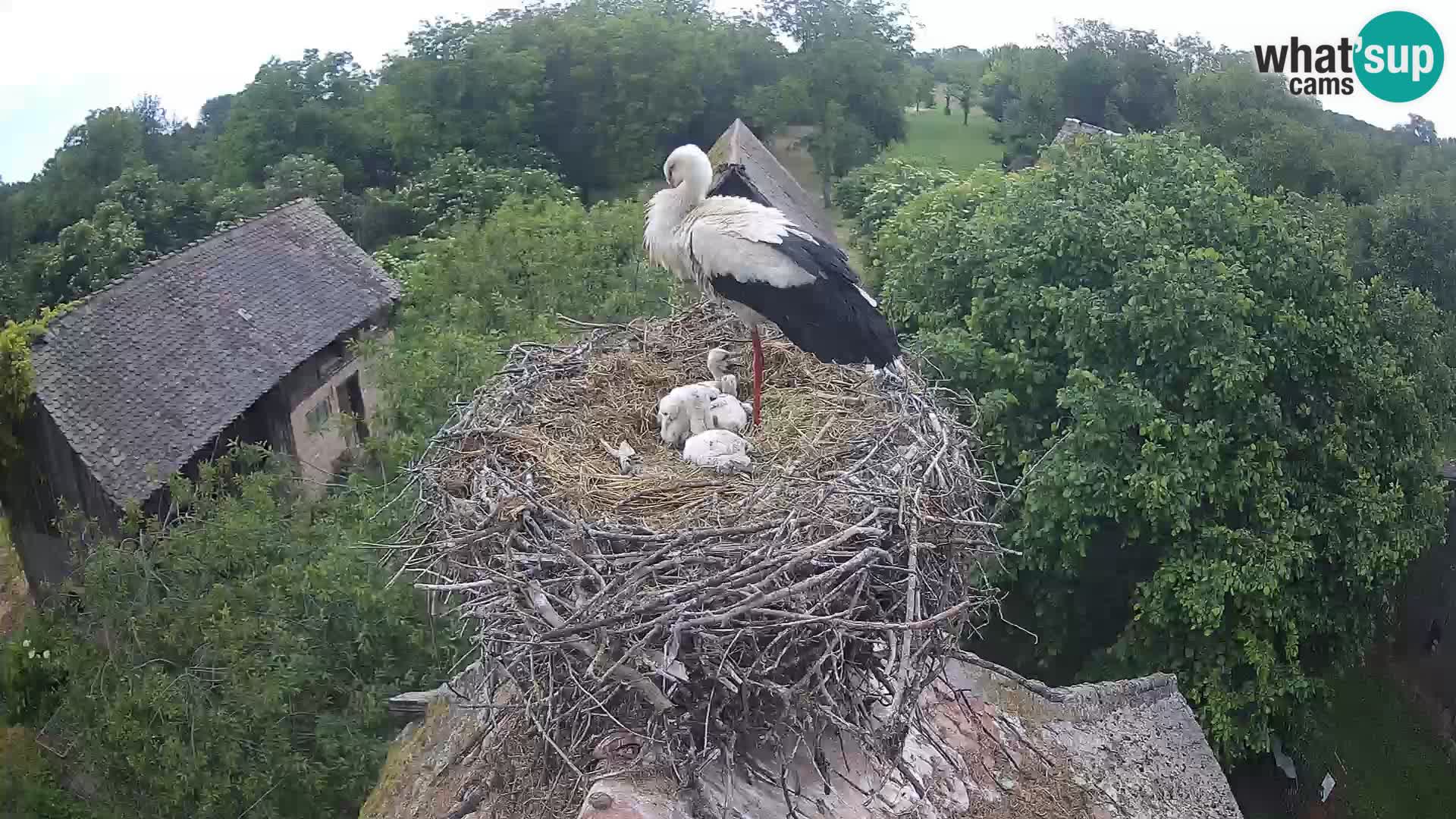 Webcam Europäisches Storchendorf – Naturpark Lonjsko polje