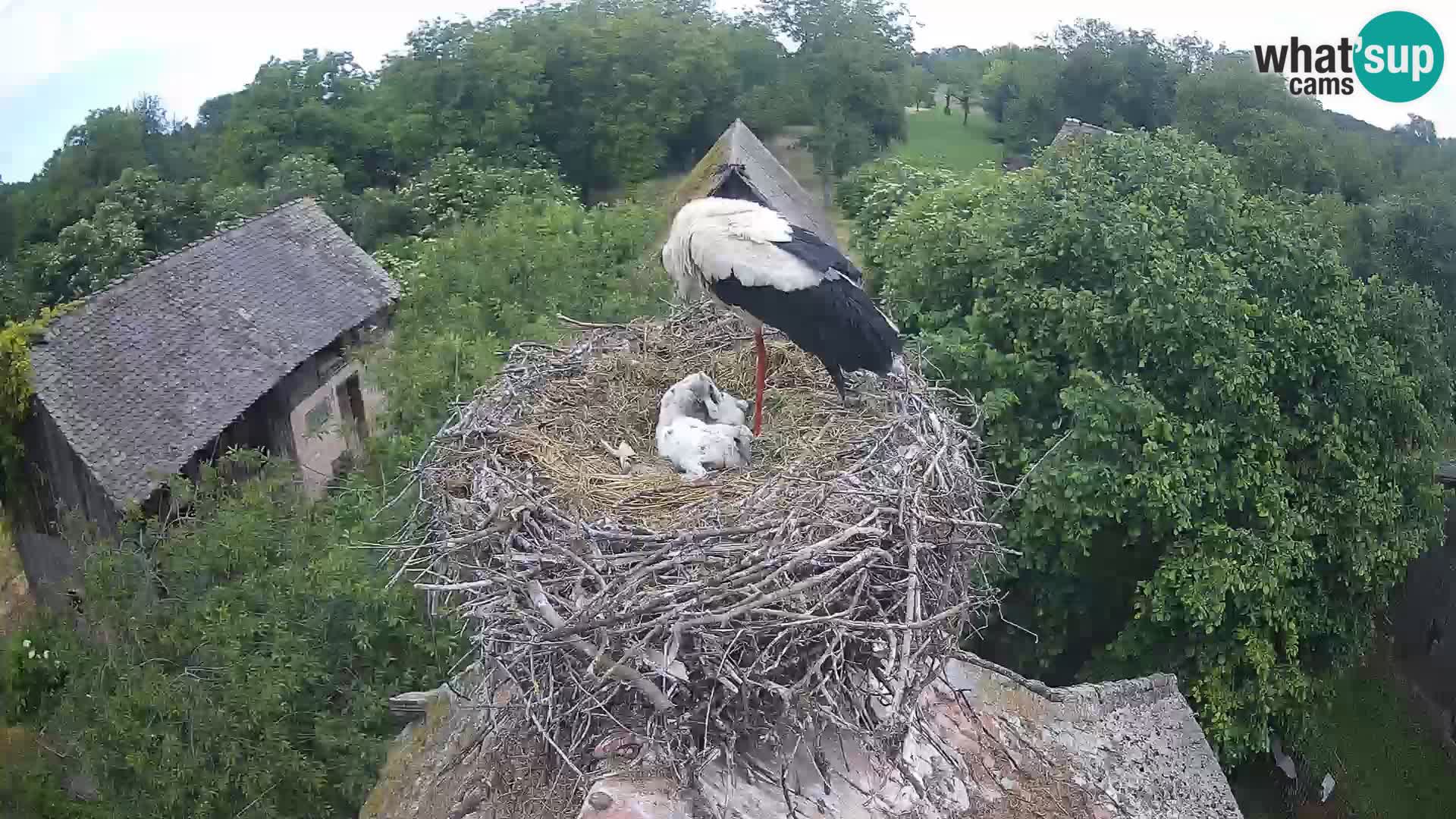 Live webcam European stork village – Lonjsko polje Nature Park