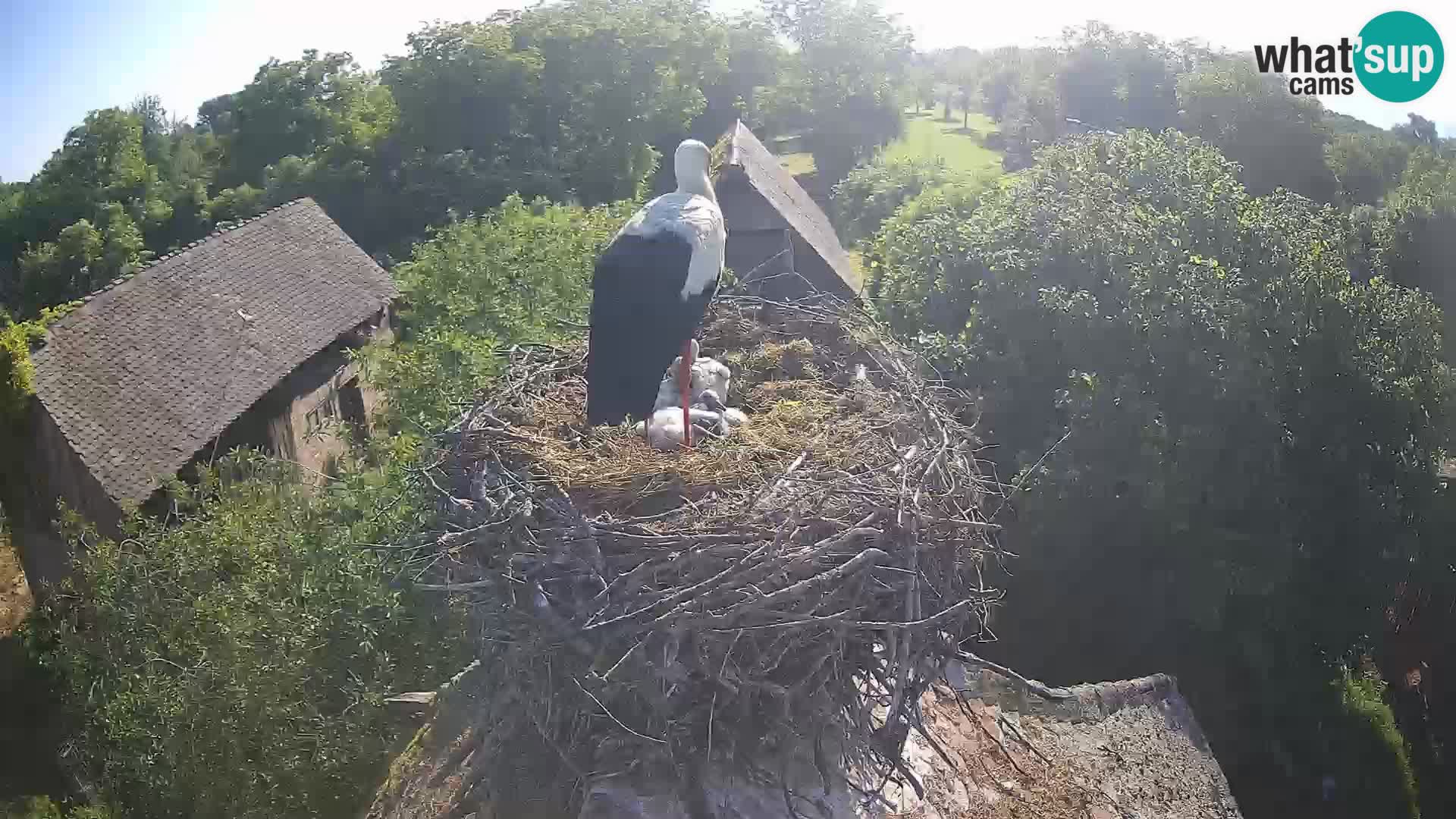 Live webcam European stork village – Lonjsko polje Nature Park