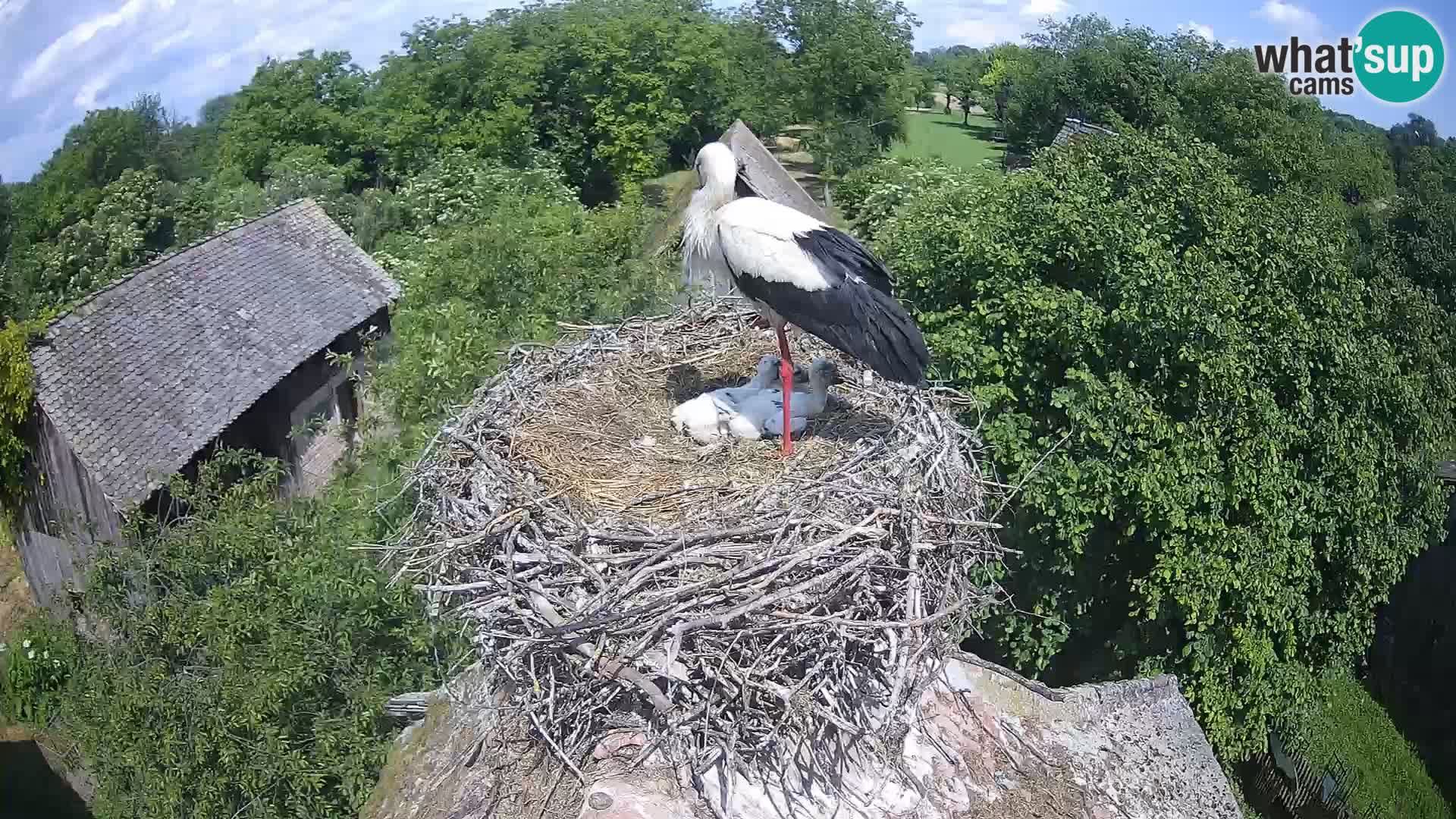Village européen de cigognes webcam Parc naturel de Lonjsko polje