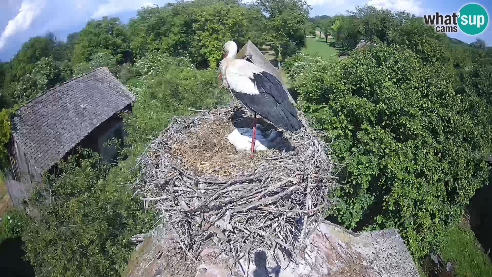 Village européen de cigognes webcam Parc naturel de Lonjsko polje