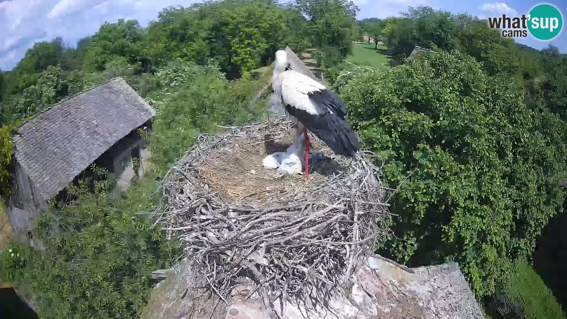 Villaggio delle cicogne europee webcam Parco naturale di Lonjsko polje
