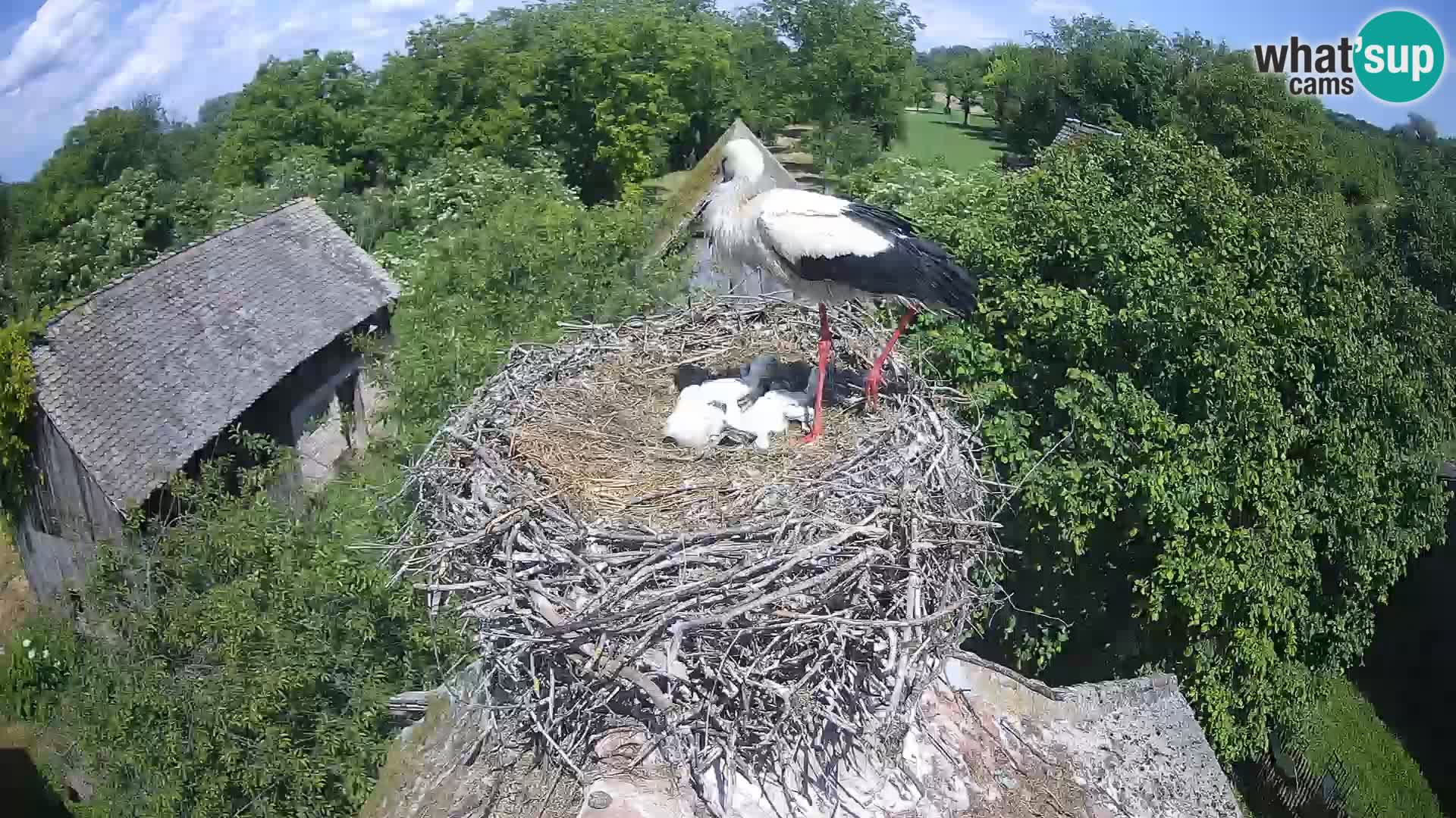 Villaggio delle cicogne europee webcam Parco naturale di Lonjsko polje