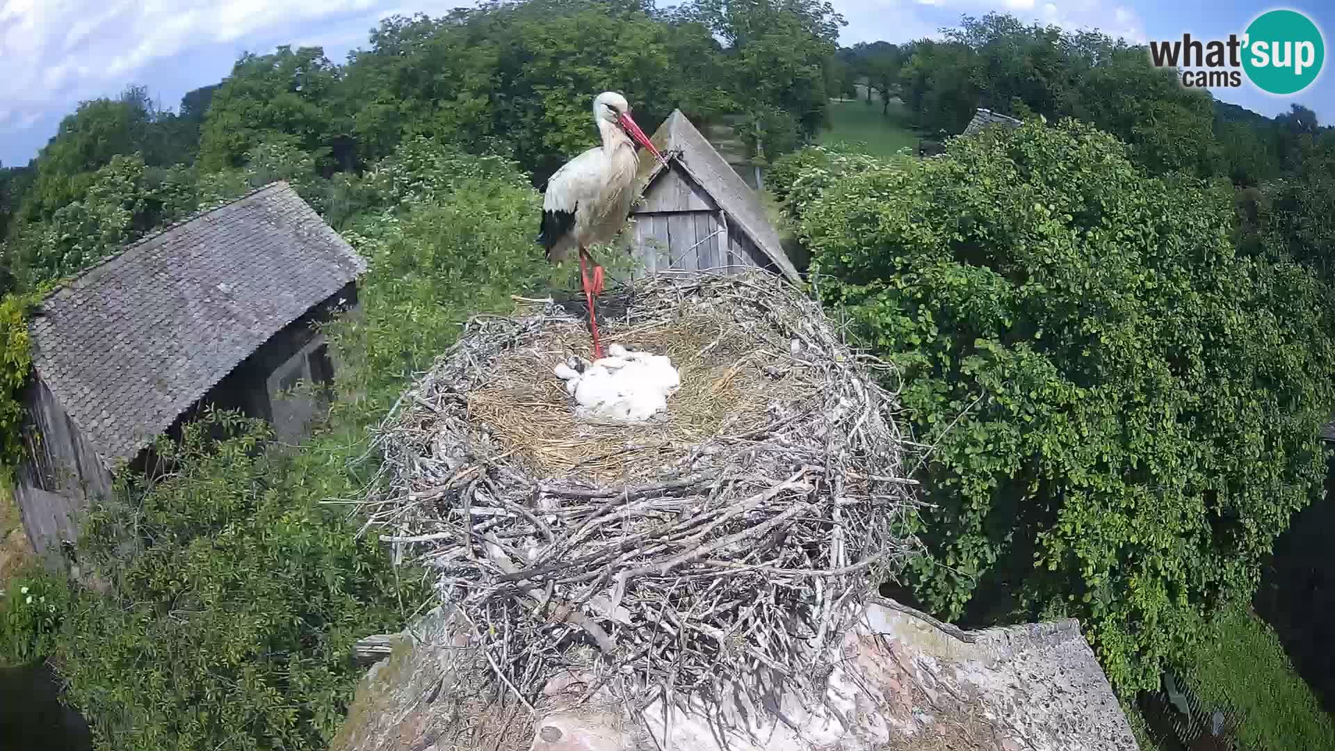 Village européen de cigognes webcam Parc naturel de Lonjsko polje