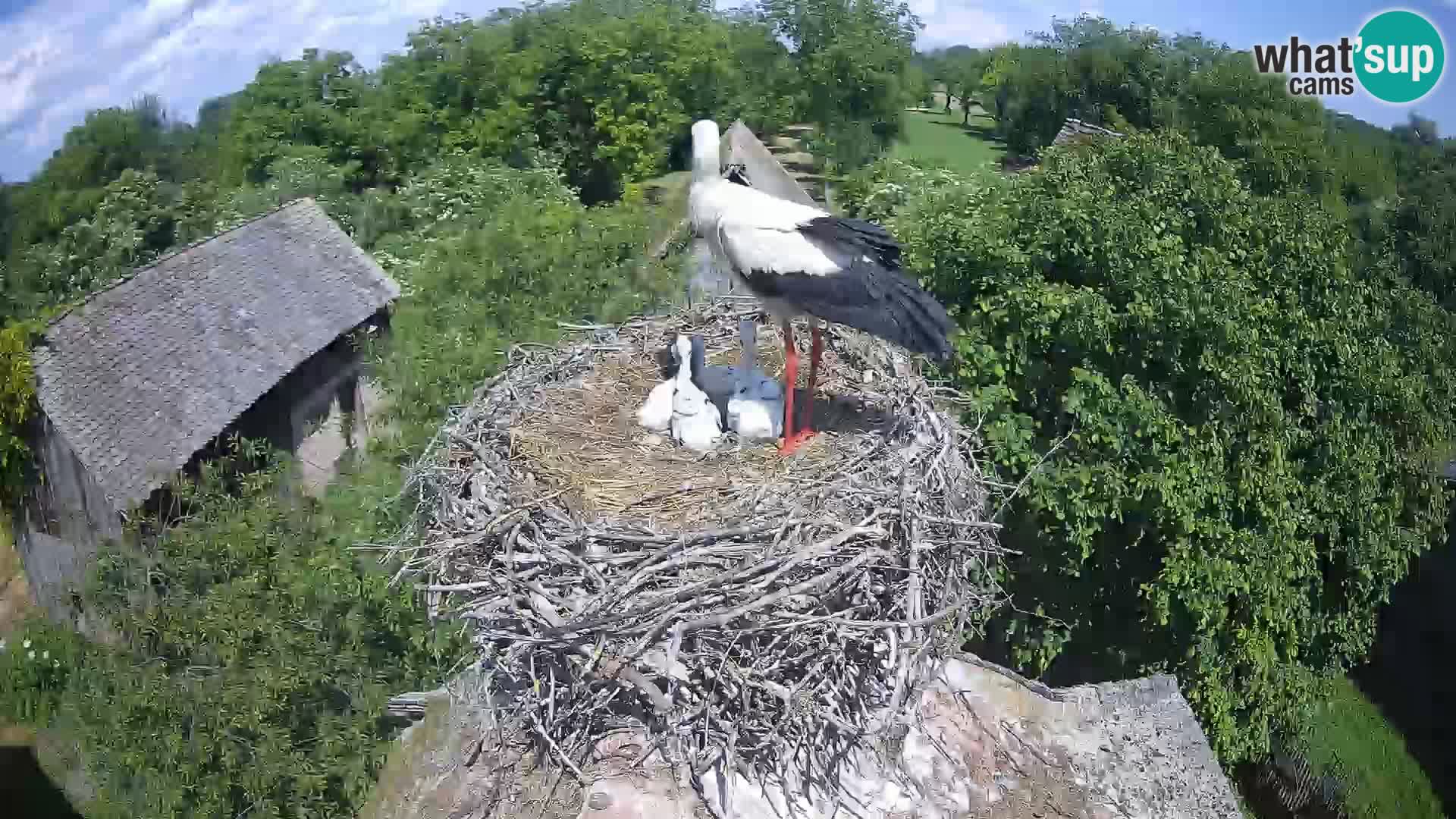 Webcam Europäisches Storchendorf – Naturpark Lonjsko polje