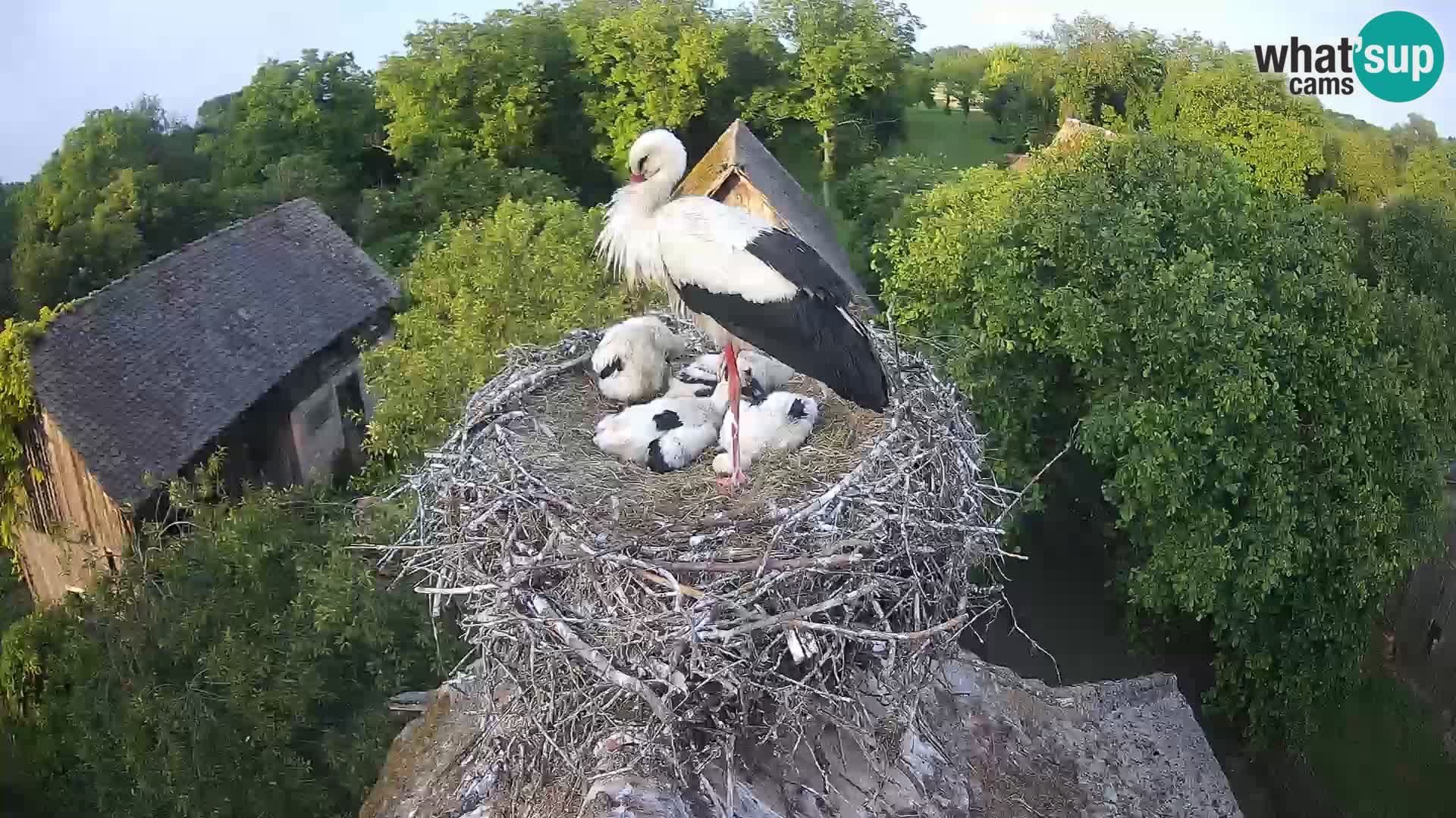 Live webcam European stork village – Lonjsko polje Nature Park