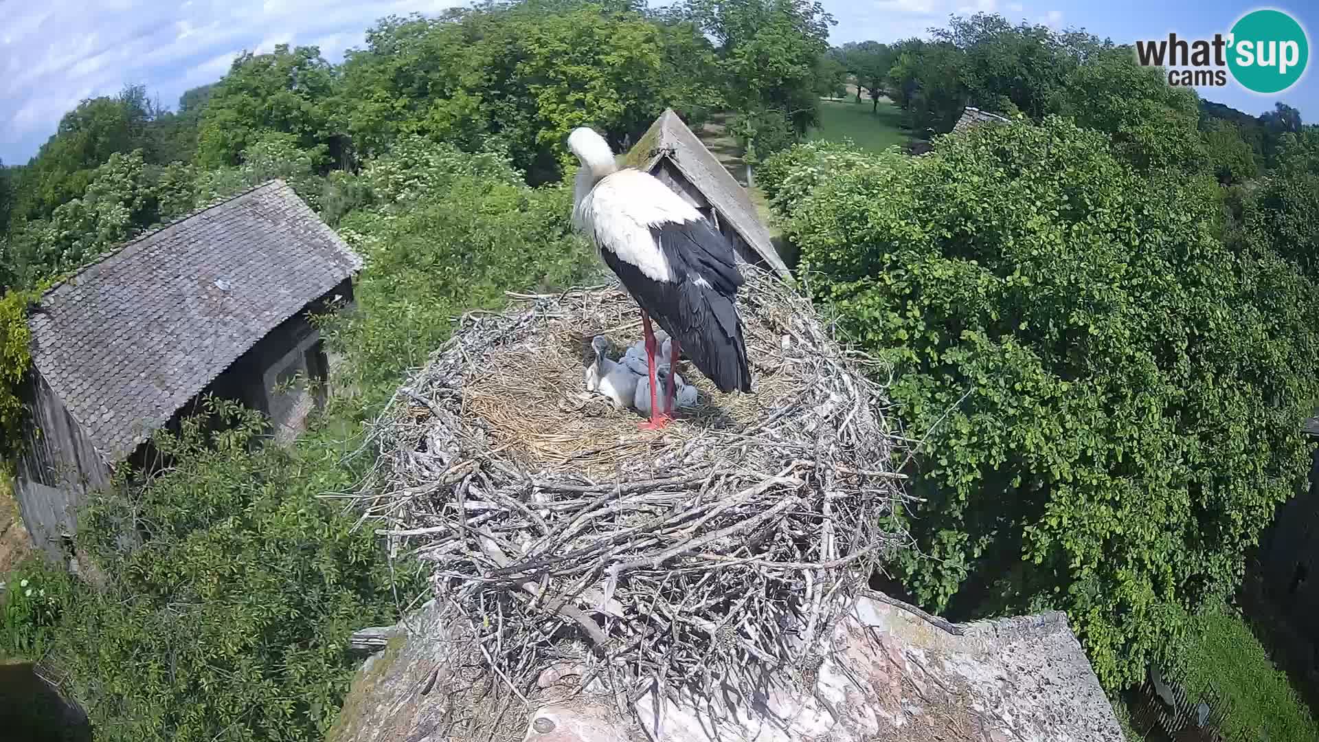 Villaggio delle cicogne europee webcam Parco naturale di Lonjsko polje
