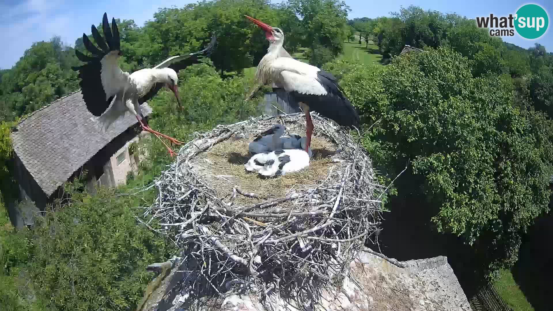 Pueblo europeo de cigüeñas camera en vivo Parque Natural Lonjsko polje