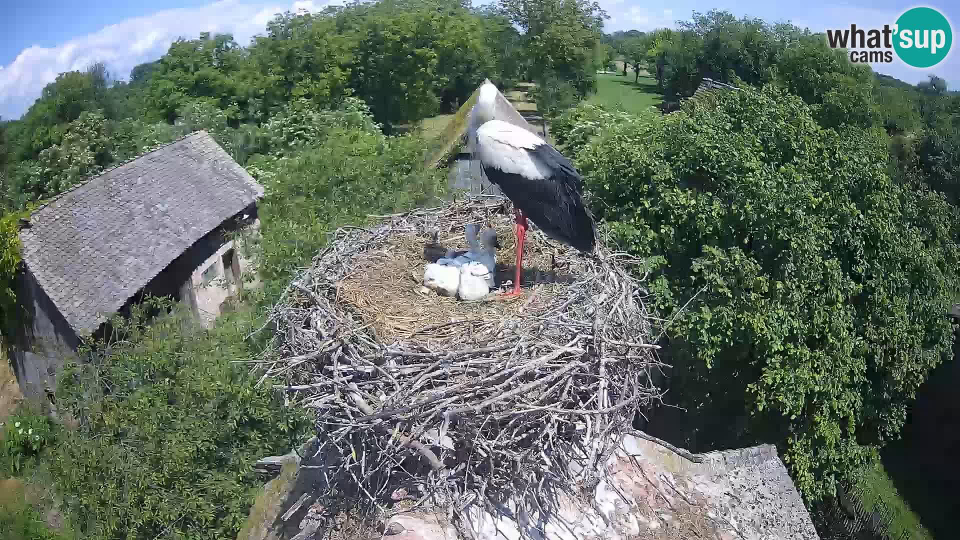 Villaggio delle cicogne europee webcam Parco naturale di Lonjsko polje