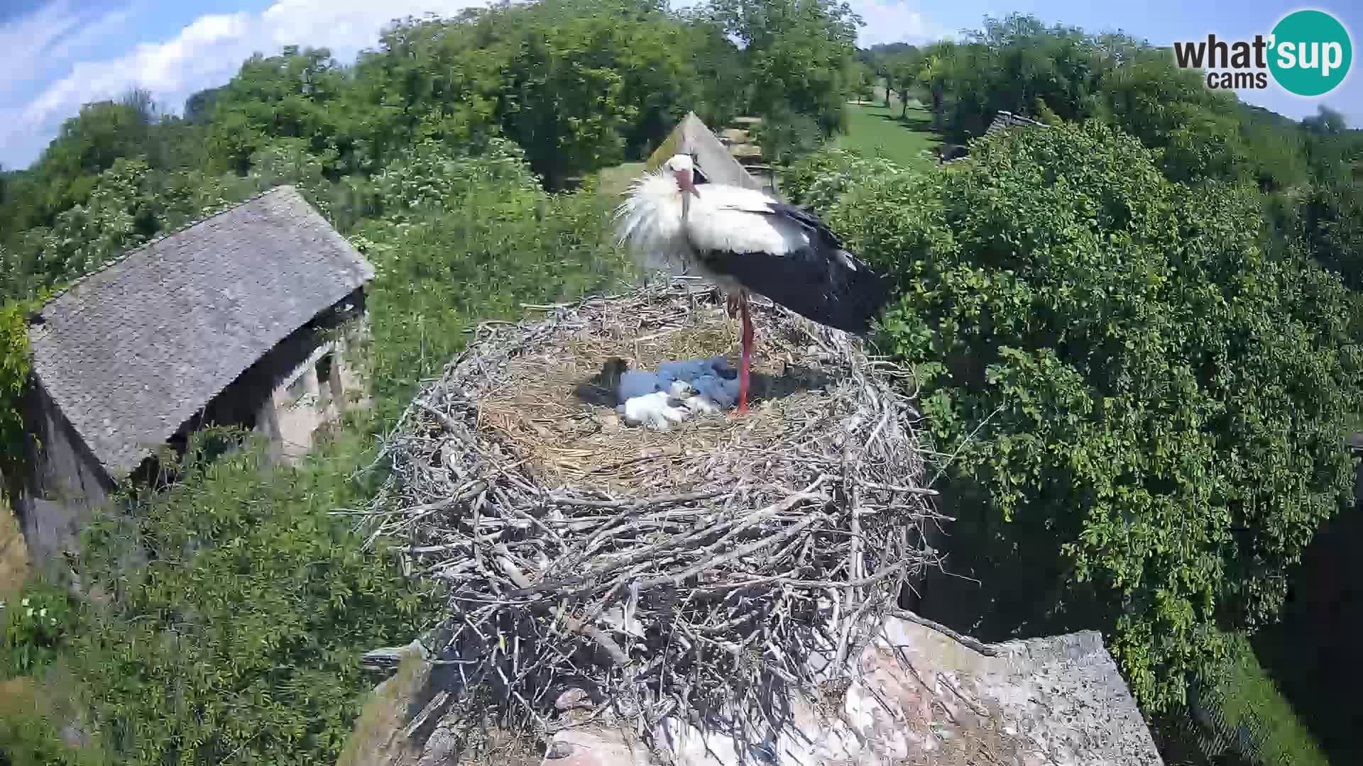 Evropska vas štorklje – Krajinski park Lonjsko polje spletna kamera