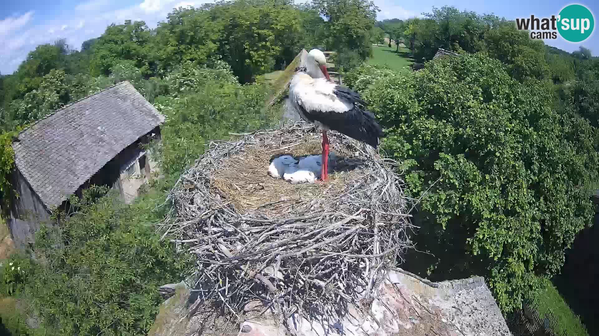 Villaggio delle cicogne europee webcam Parco naturale di Lonjsko polje