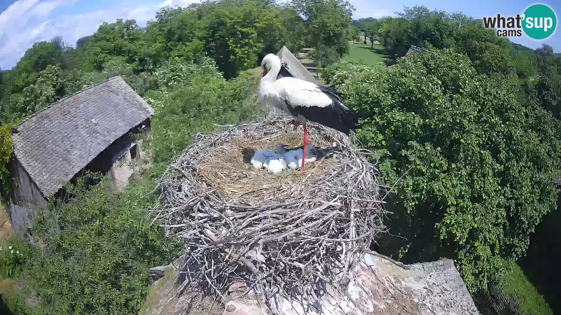 Live webcam European stork village – Lonjsko polje Nature Park