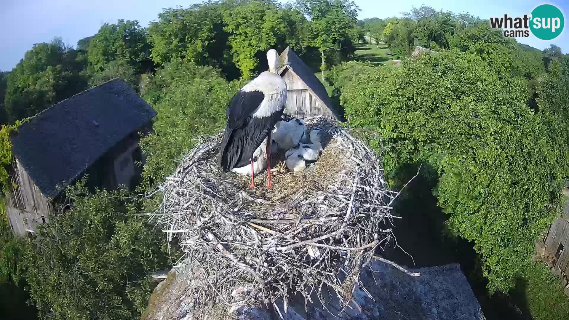 Live webcam European stork village – Lonjsko polje Nature Park