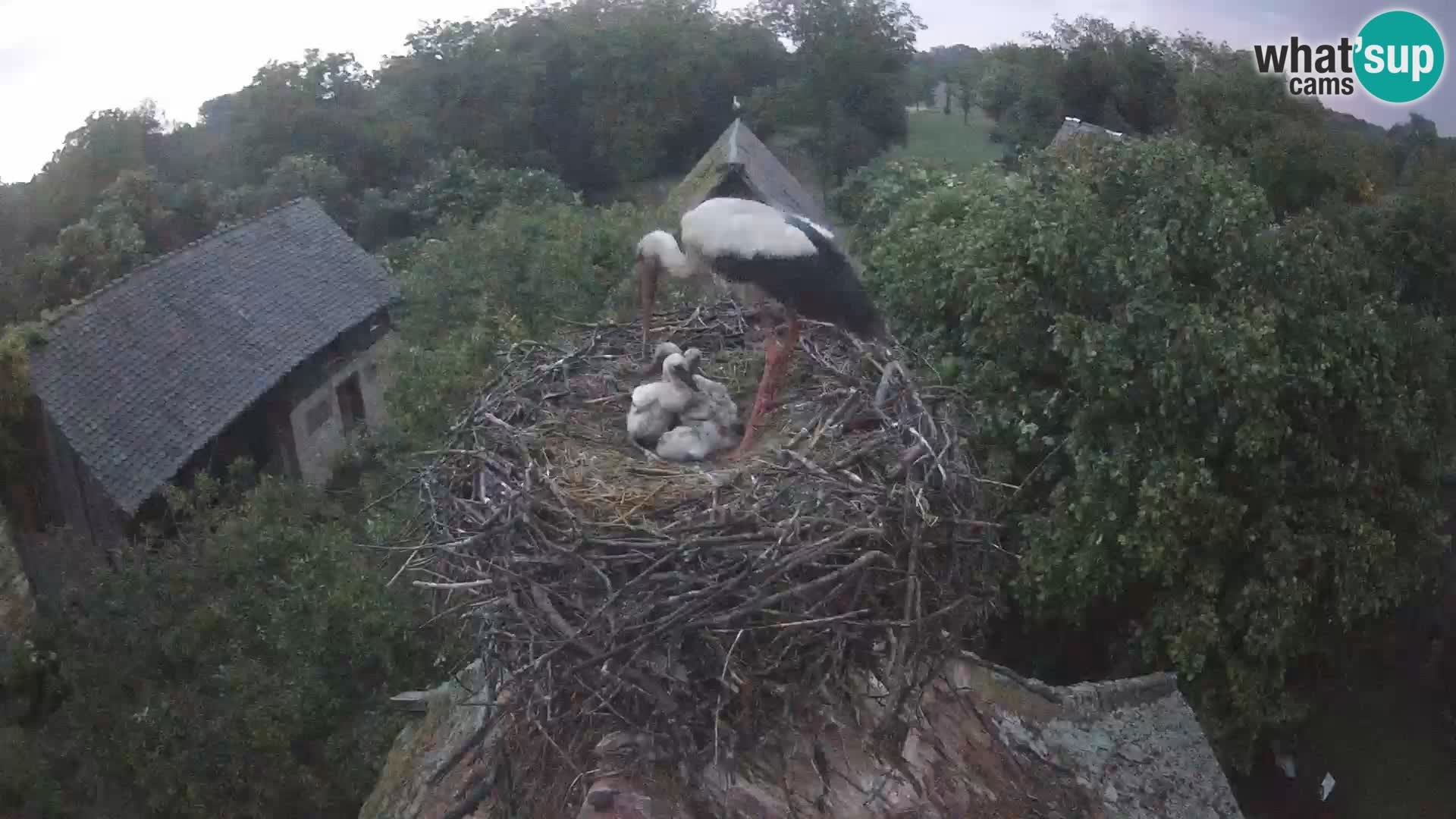Live webcam European stork village – Lonjsko polje Nature Park