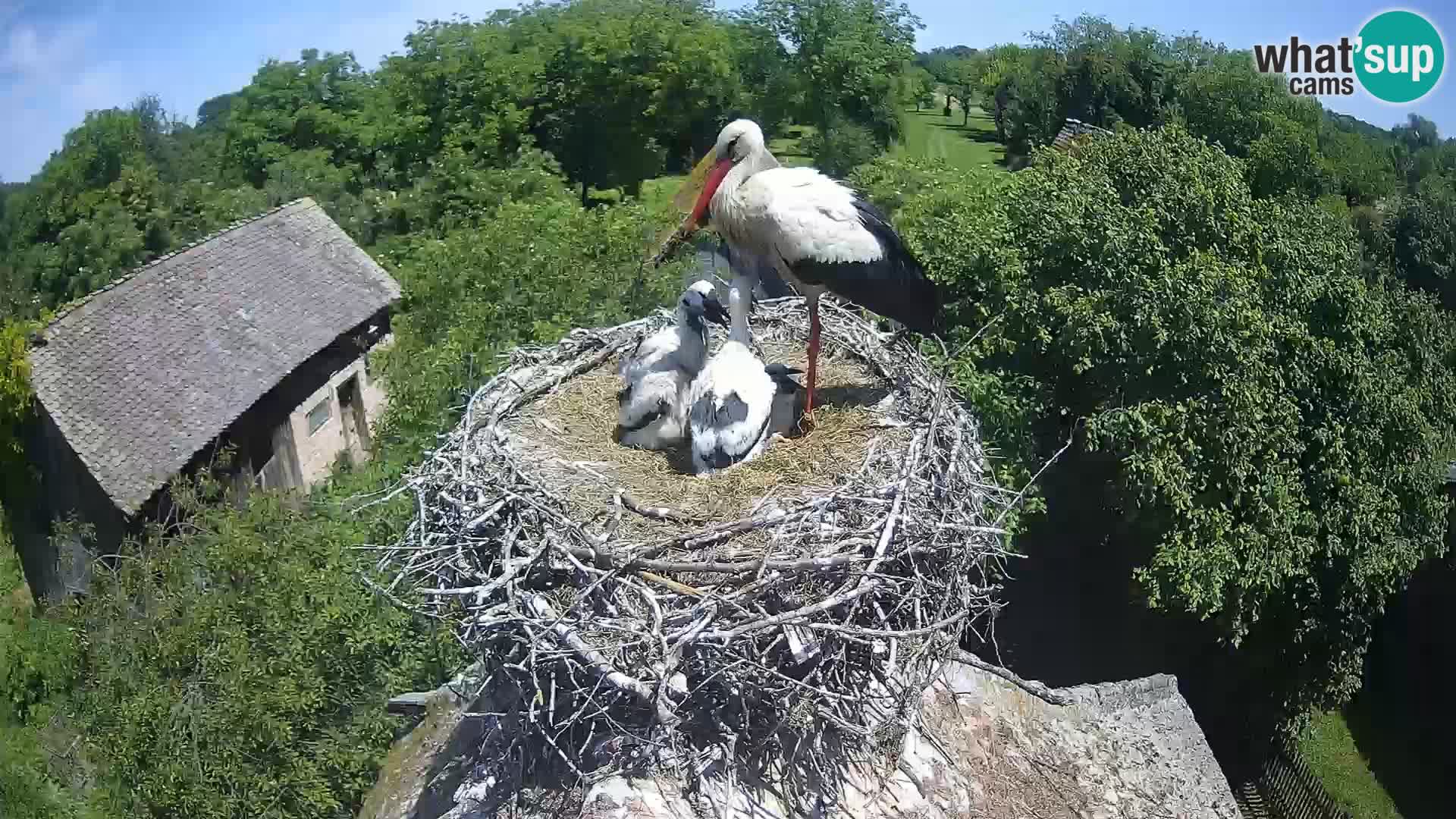 Live webcam European stork village – Lonjsko polje Nature Park