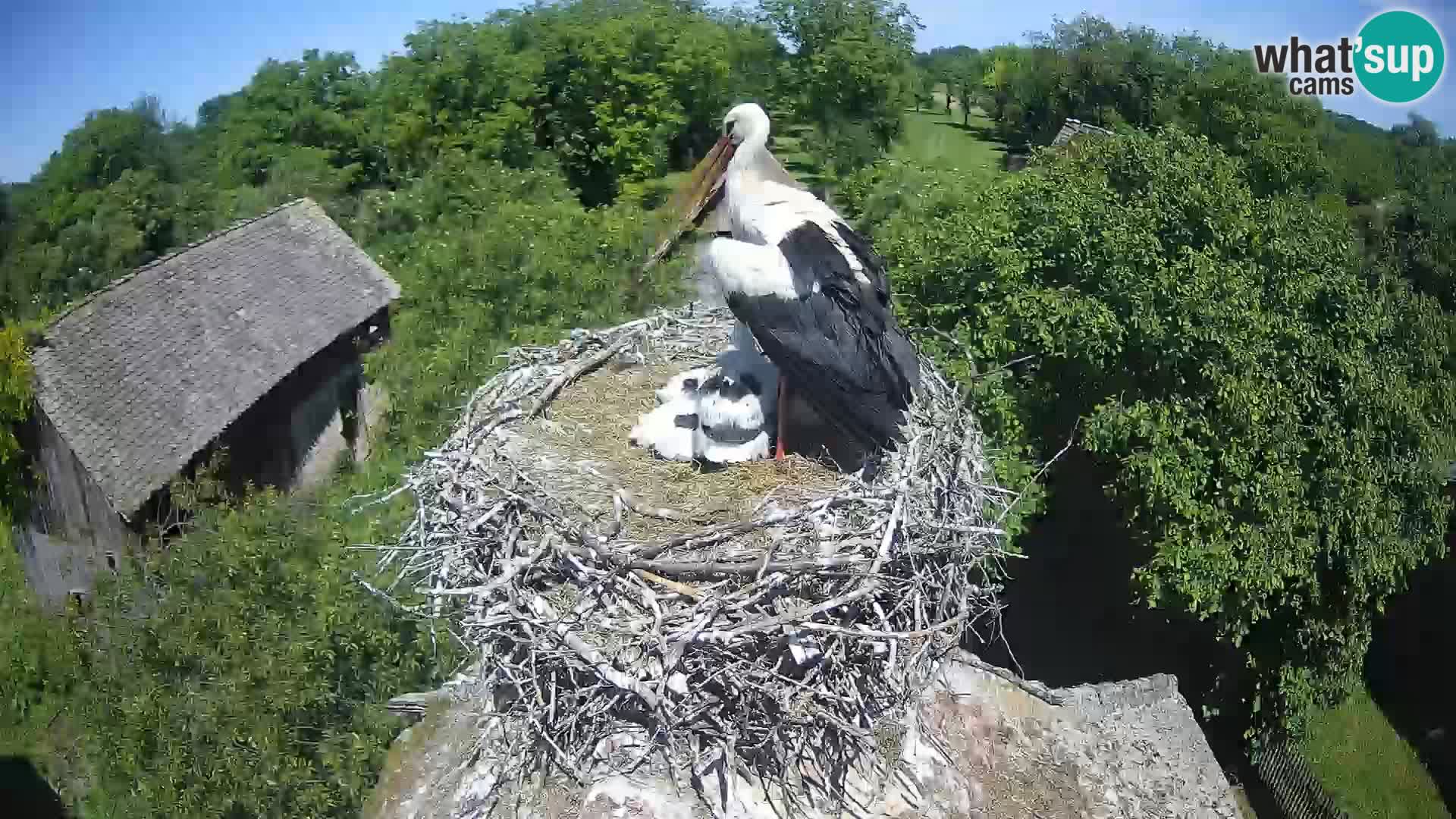 Live webcam European stork village – Lonjsko polje Nature Park