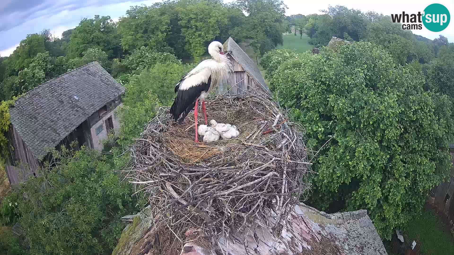 Villaggio delle cicogne europee webcam Parco naturale di Lonjsko polje