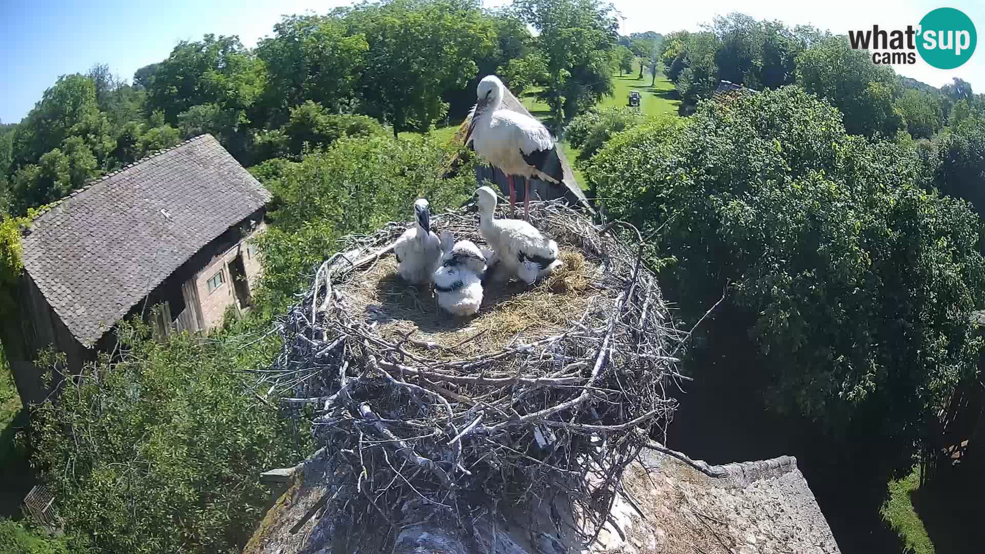 Villaggio delle cicogne europee webcam Parco naturale di Lonjsko polje