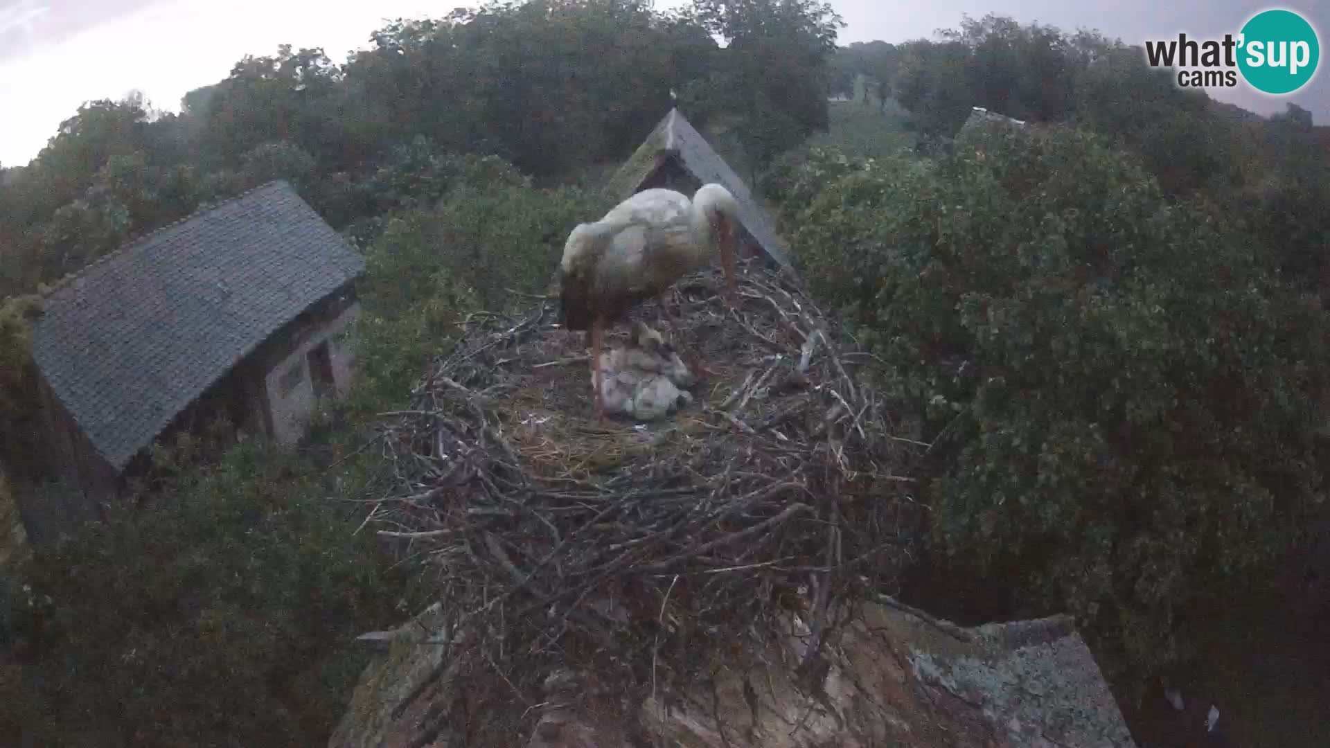 Live webcam European stork village – Lonjsko polje Nature Park