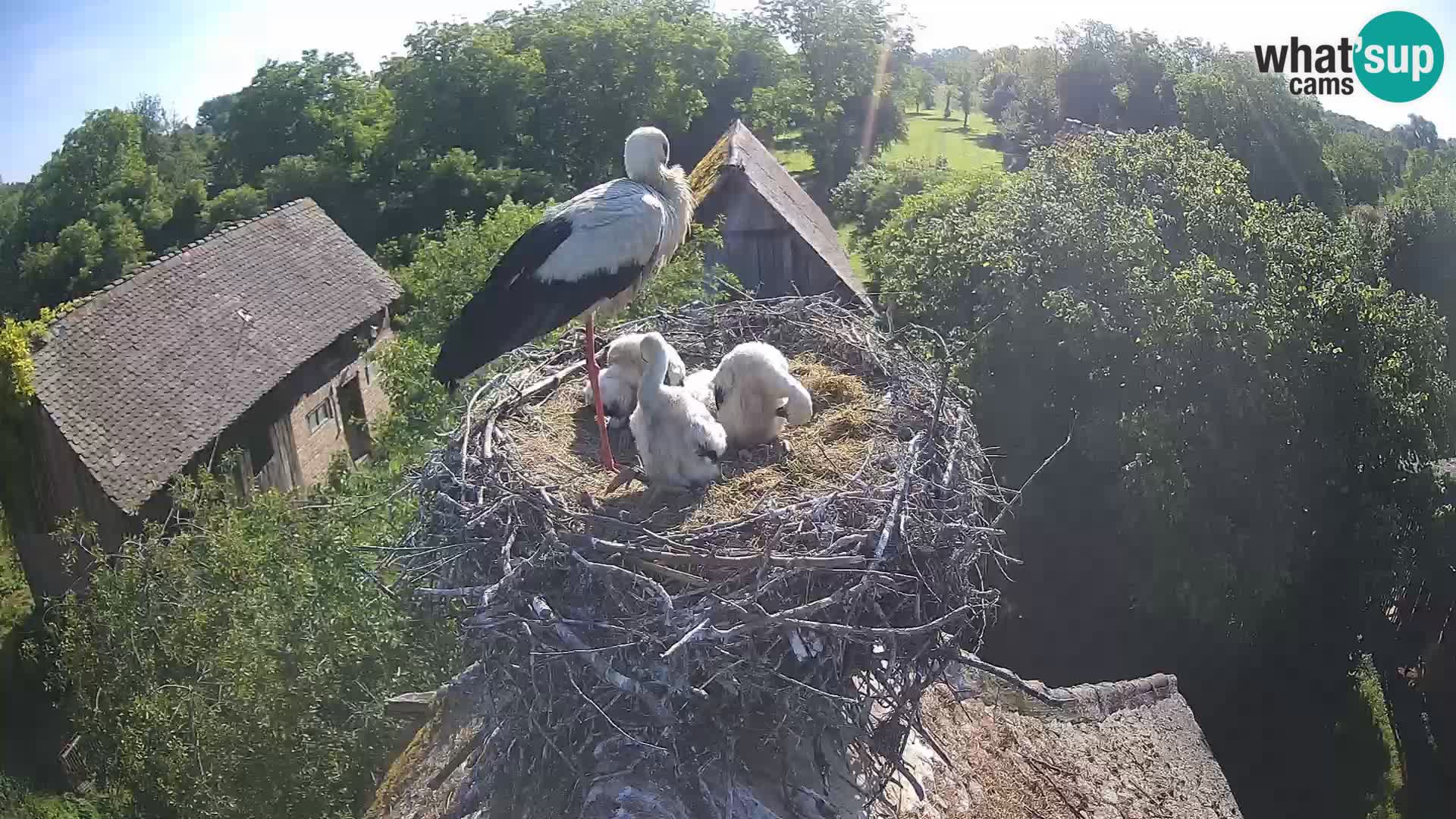 Webcam Europäisches Storchendorf – Naturpark Lonjsko polje