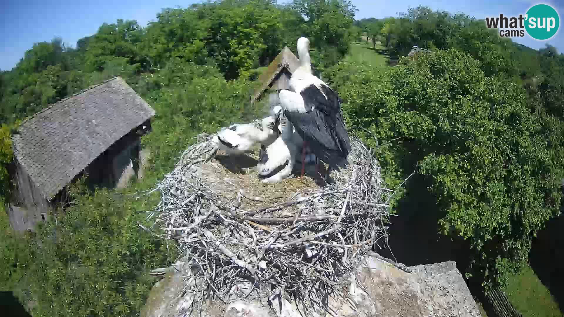 Webcam Europäisches Storchendorf – Naturpark Lonjsko polje