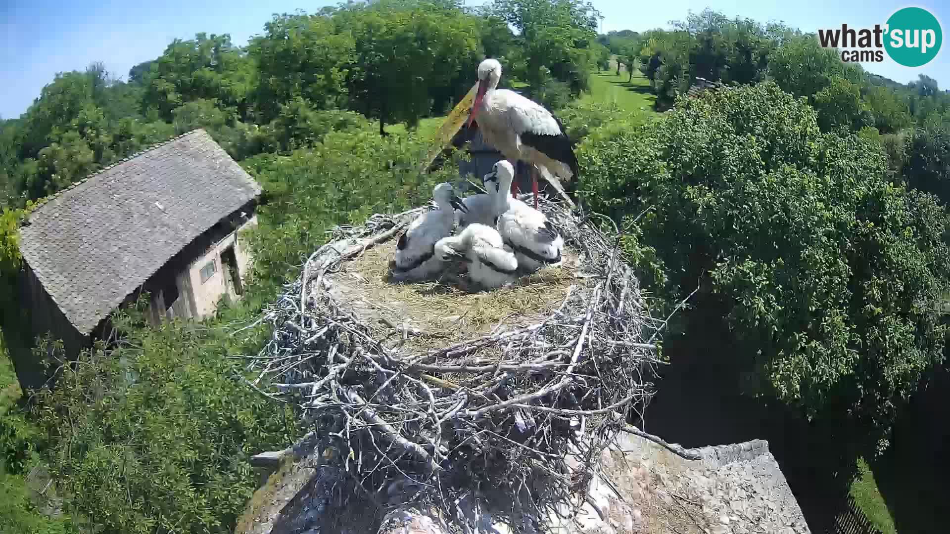 Live webcam European stork village – Lonjsko polje Nature Park