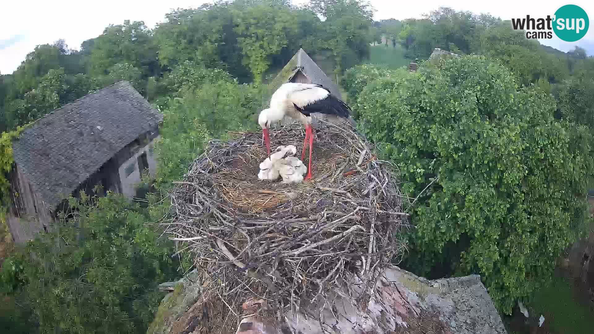 U živo Europsko selo roda – Park prirode Lonjsko polje
