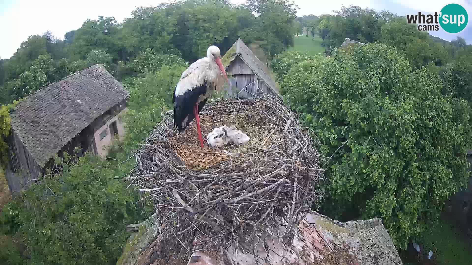 Pueblo europeo de cigüeñas camera en vivo Parque Natural Lonjsko polje