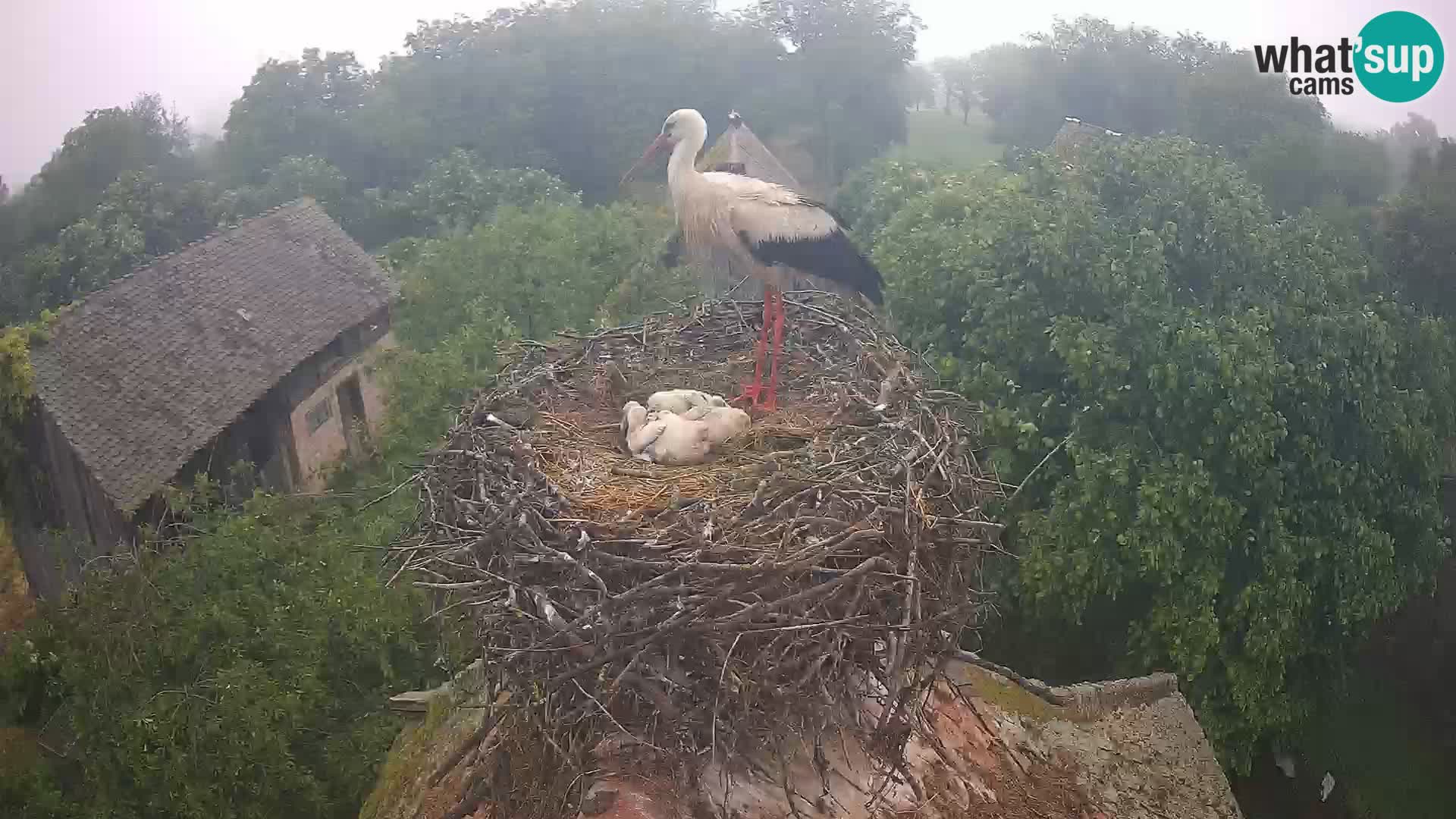 Village européen de cigognes webcam Parc naturel de Lonjsko polje