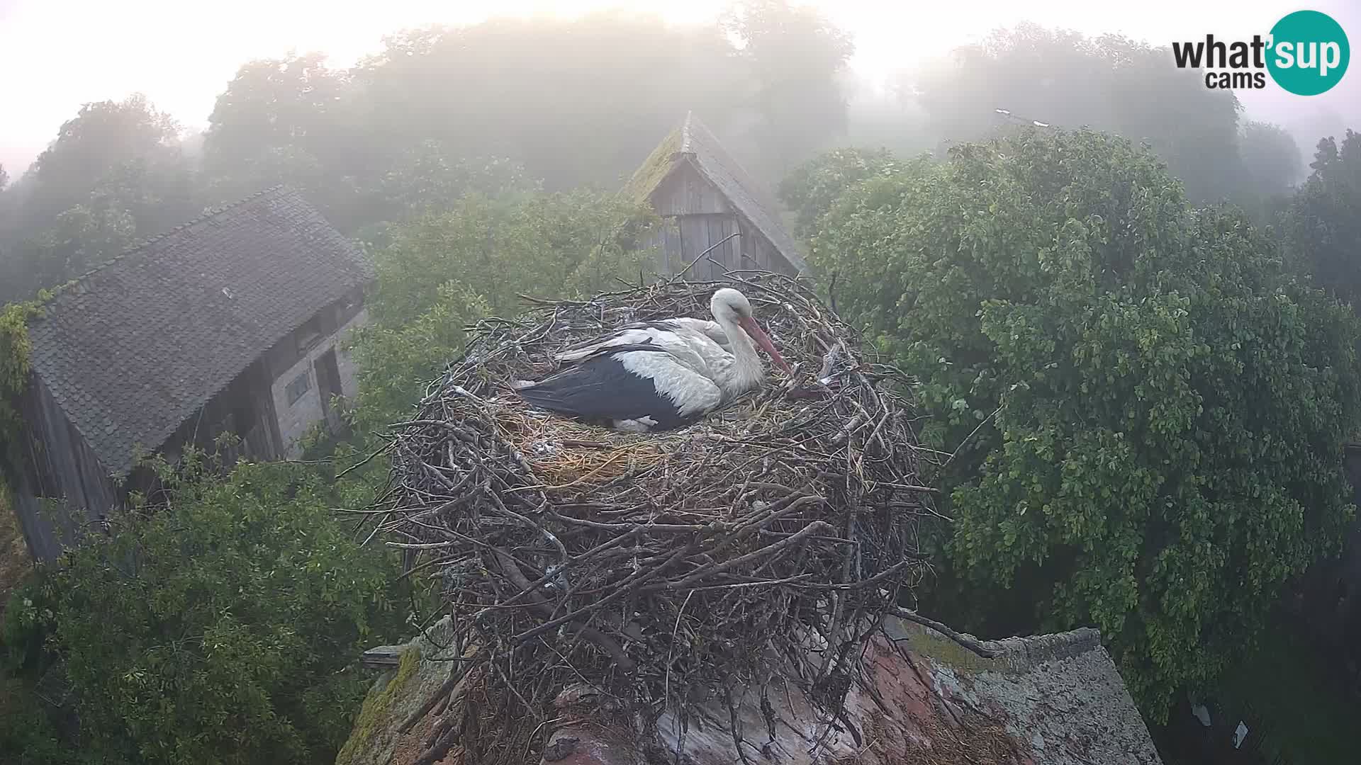 Webcam Europäisches Storchendorf – Naturpark Lonjsko polje