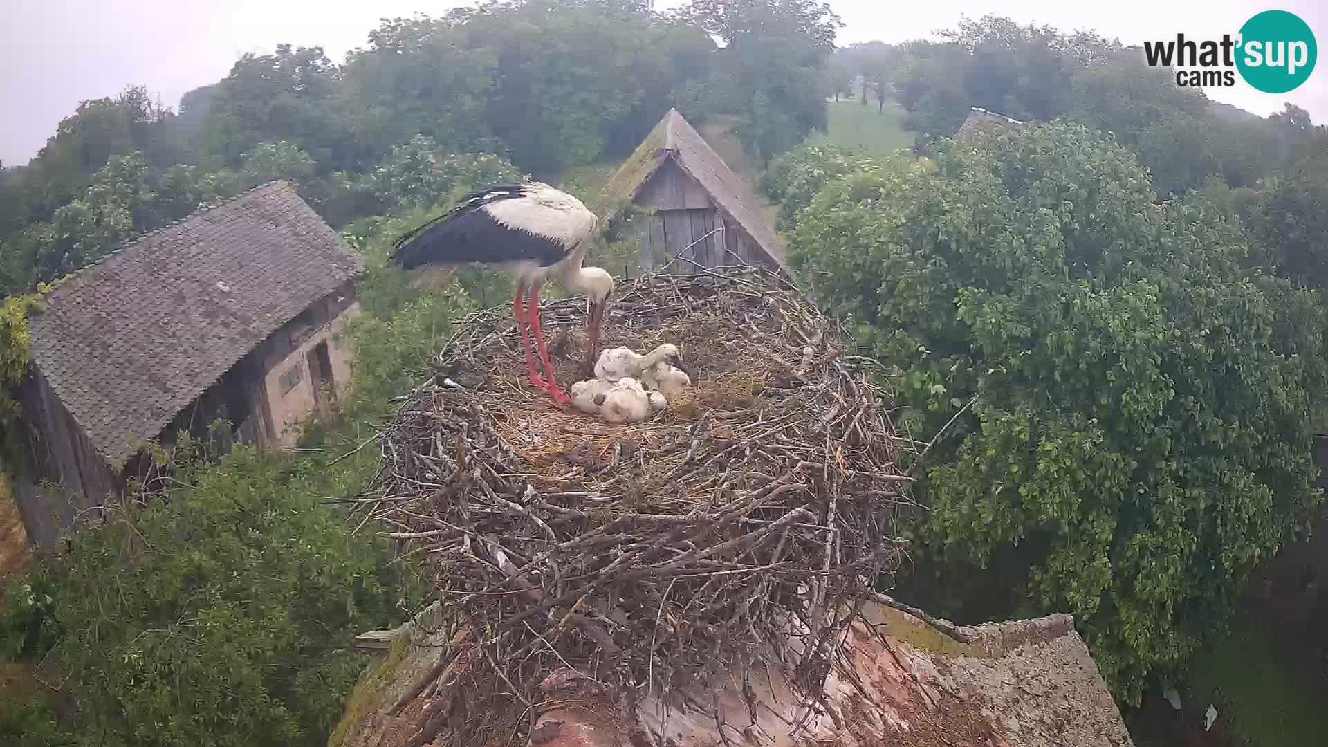 Villaggio delle cicogne europee webcam Parco naturale di Lonjsko polje