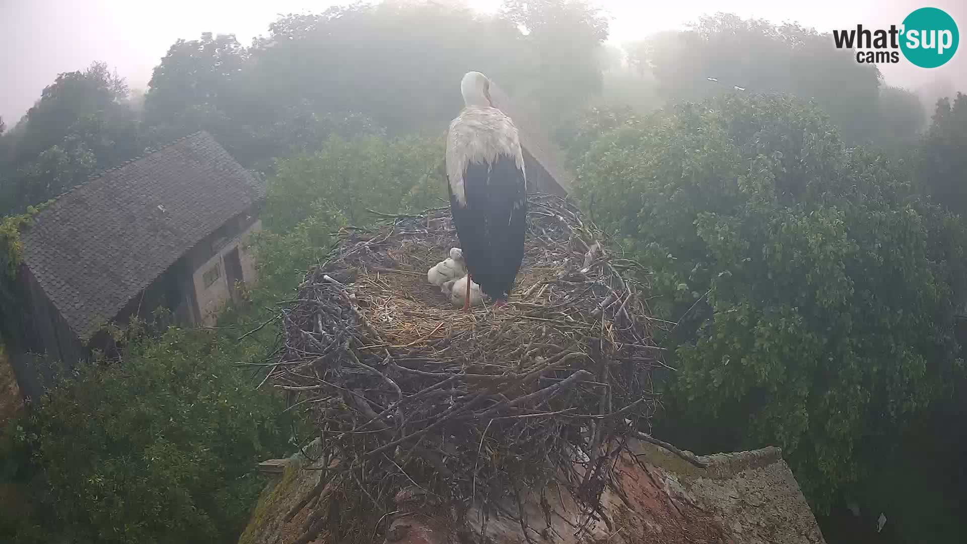 Villaggio delle cicogne europee webcam Parco naturale di Lonjsko polje