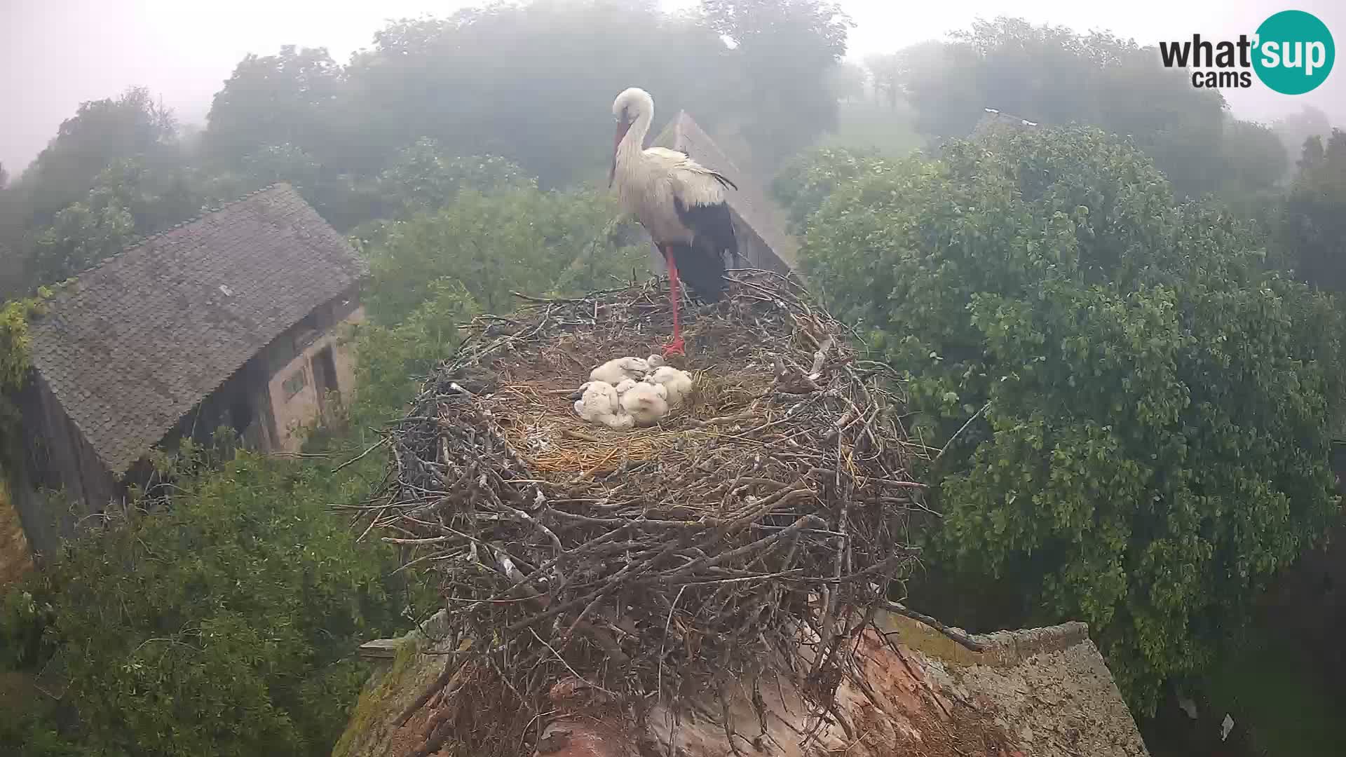 Villaggio delle cicogne europee webcam Parco naturale di Lonjsko polje