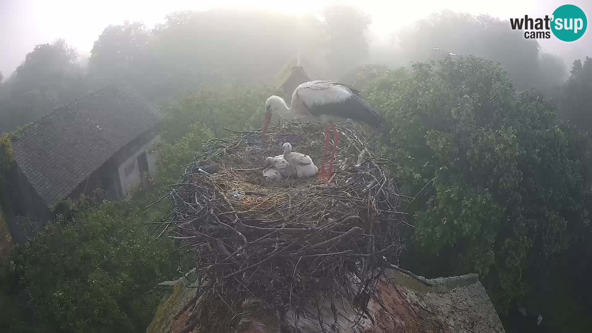 Webcam Europäisches Storchendorf – Naturpark Lonjsko polje
