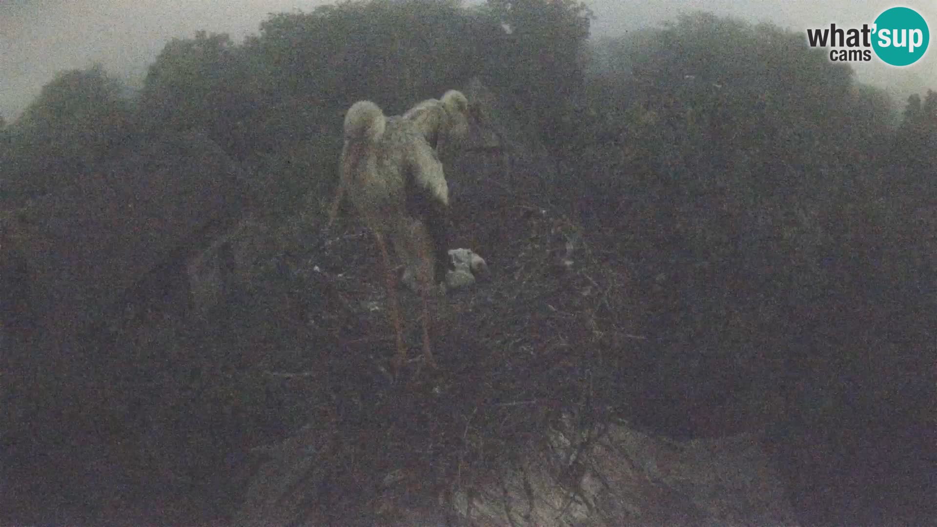 Webcam Europäisches Storchendorf – Naturpark Lonjsko polje