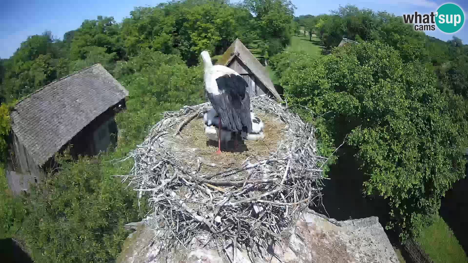 Webcam Europäisches Storchendorf – Naturpark Lonjsko polje