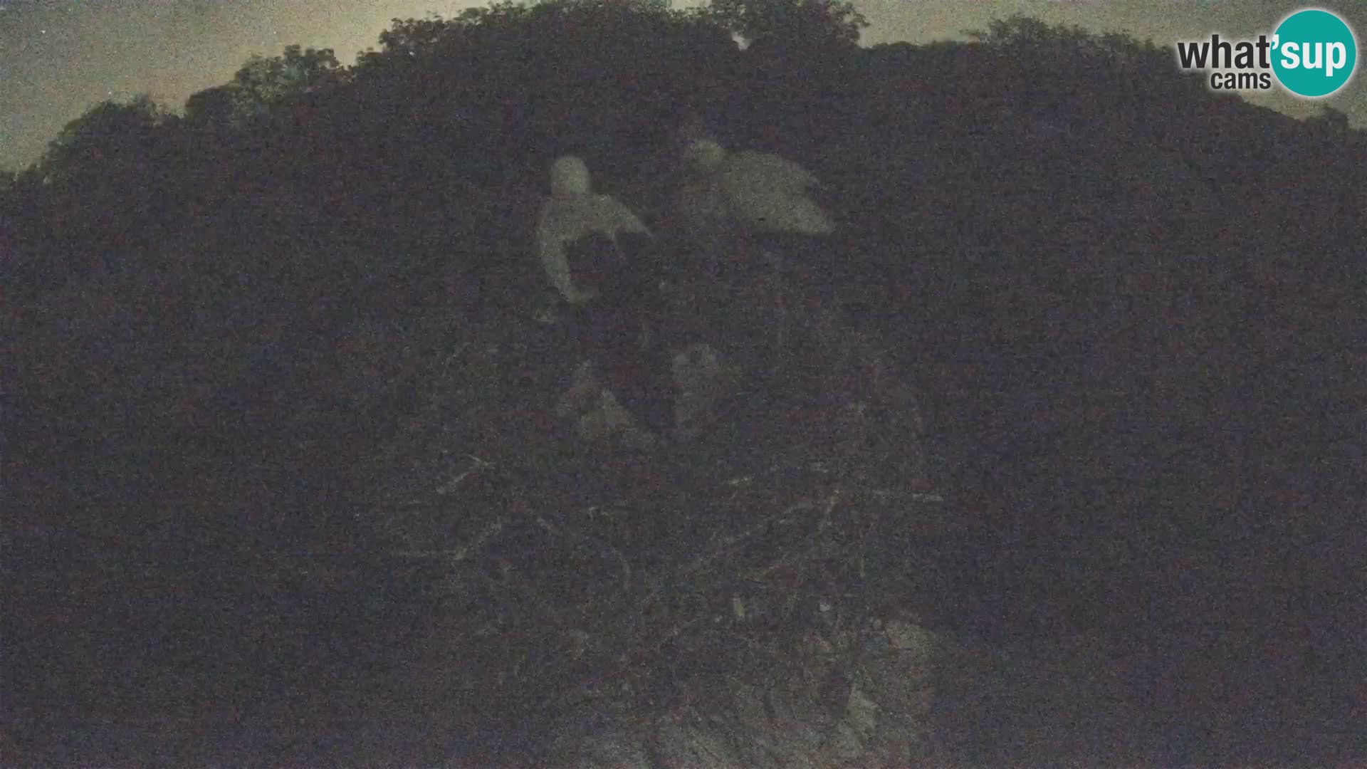 Pueblo europeo de cigüeñas camera en vivo Parque Natural Lonjsko polje