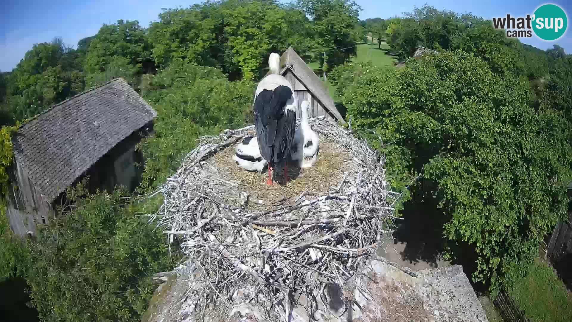 Webcam Europäisches Storchendorf – Naturpark Lonjsko polje