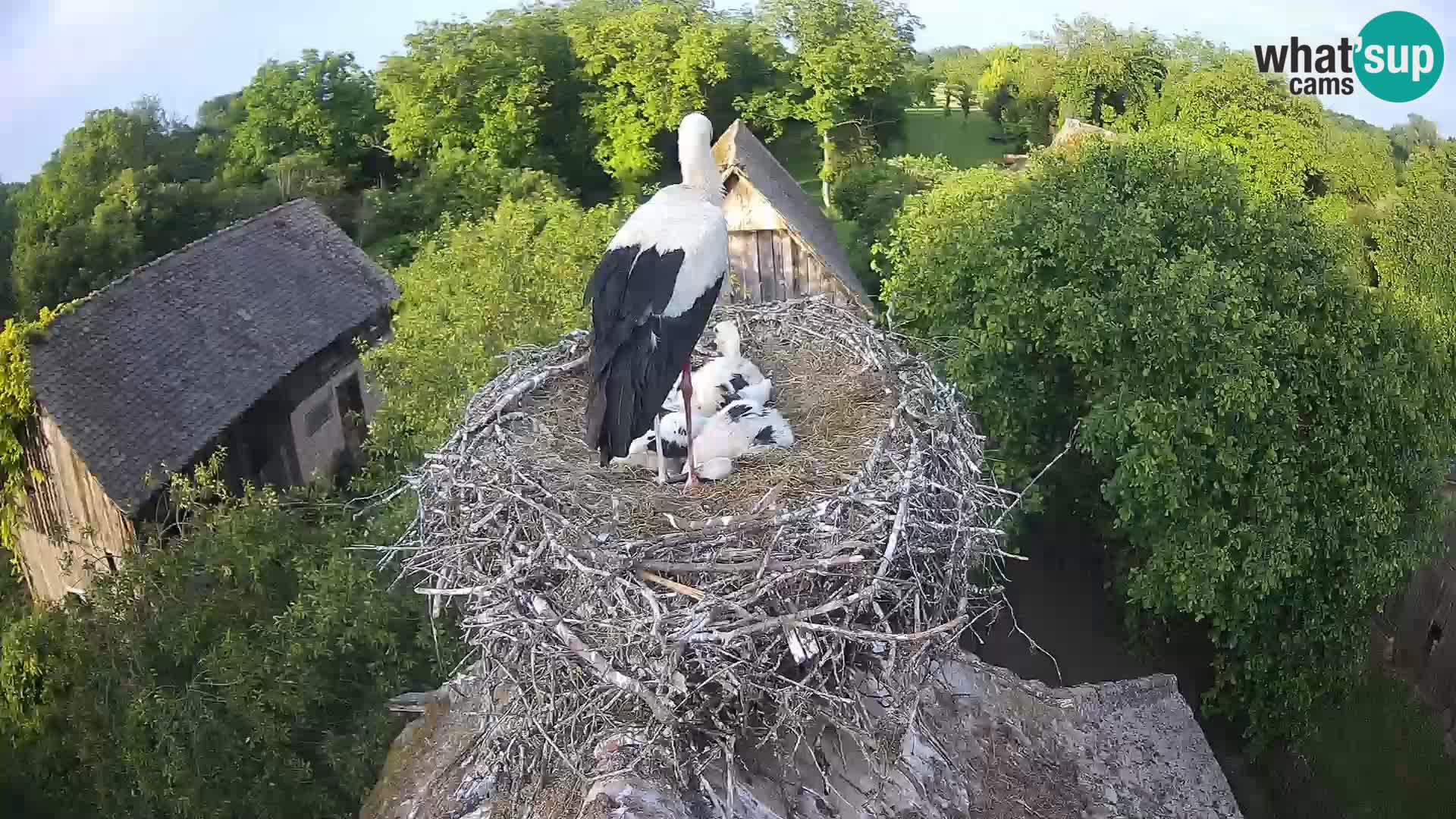 Webcam Europäisches Storchendorf – Naturpark Lonjsko polje