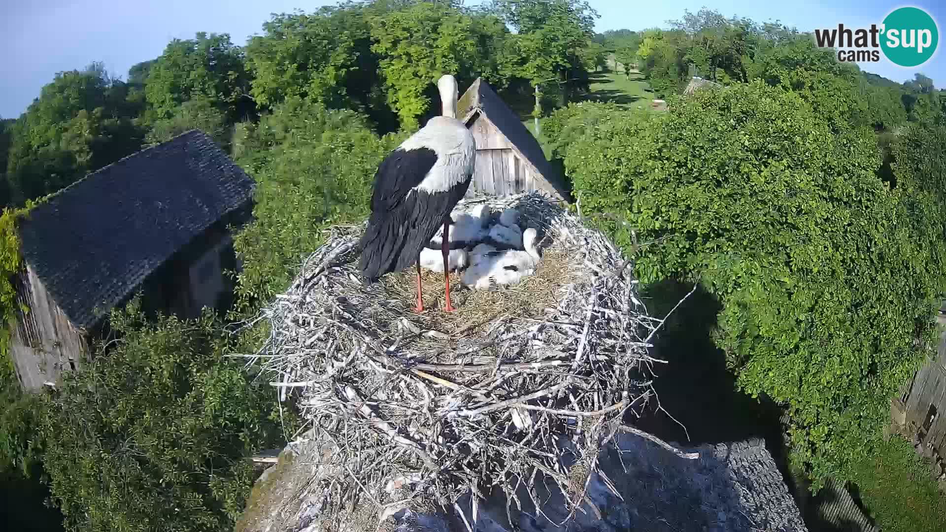 Pueblo europeo de cigüeñas camera en vivo Parque Natural Lonjsko polje