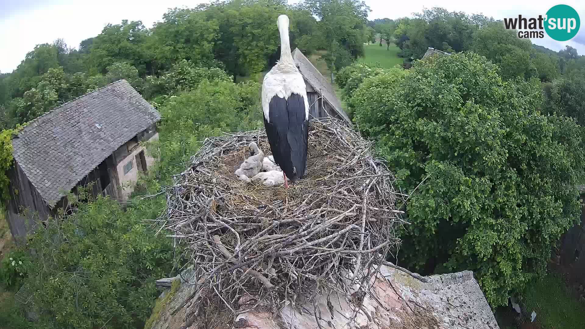 Pueblo europeo de cigüeñas camera en vivo Parque Natural Lonjsko polje