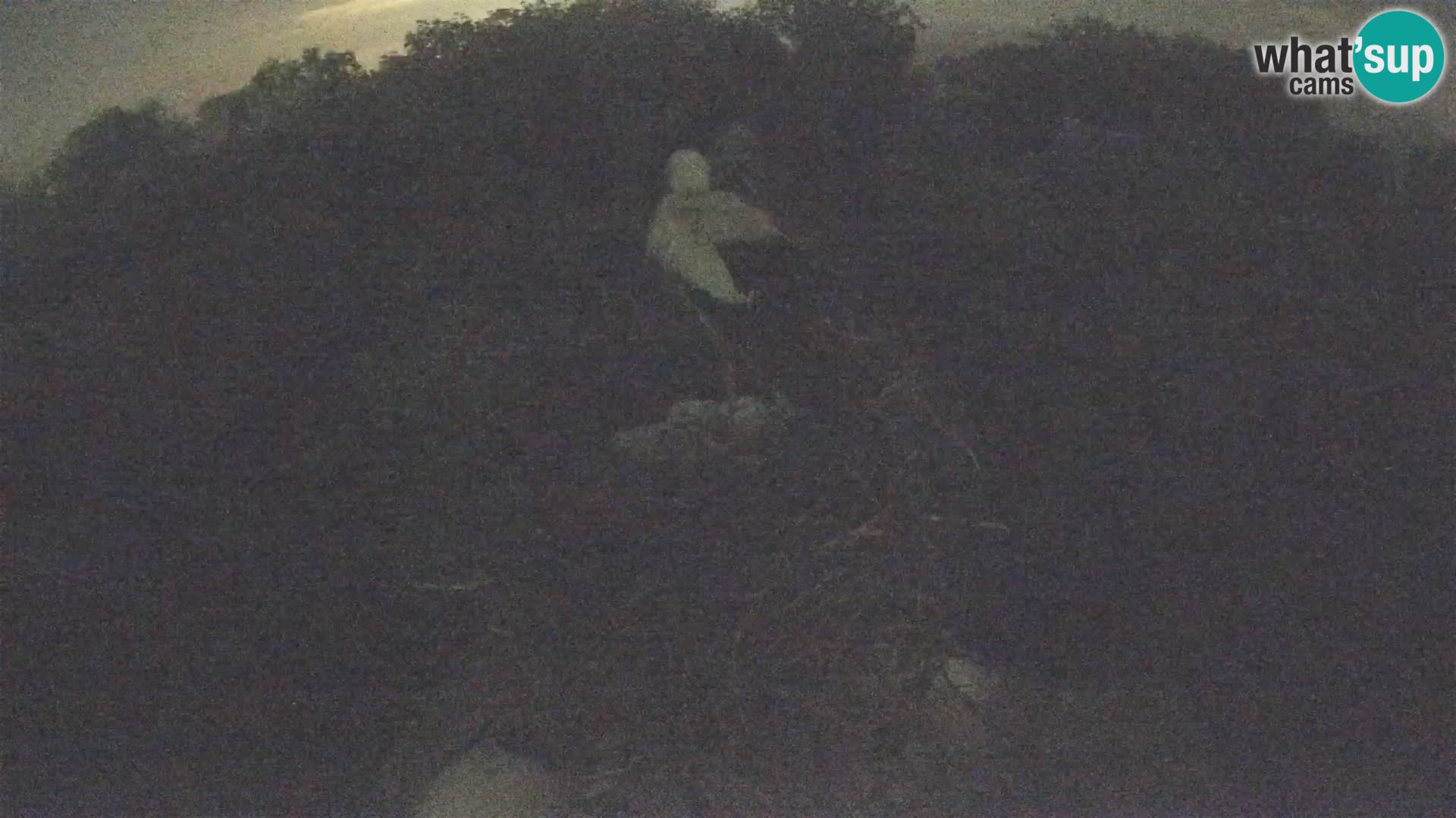 Live webcam European stork village – Lonjsko polje Nature Park