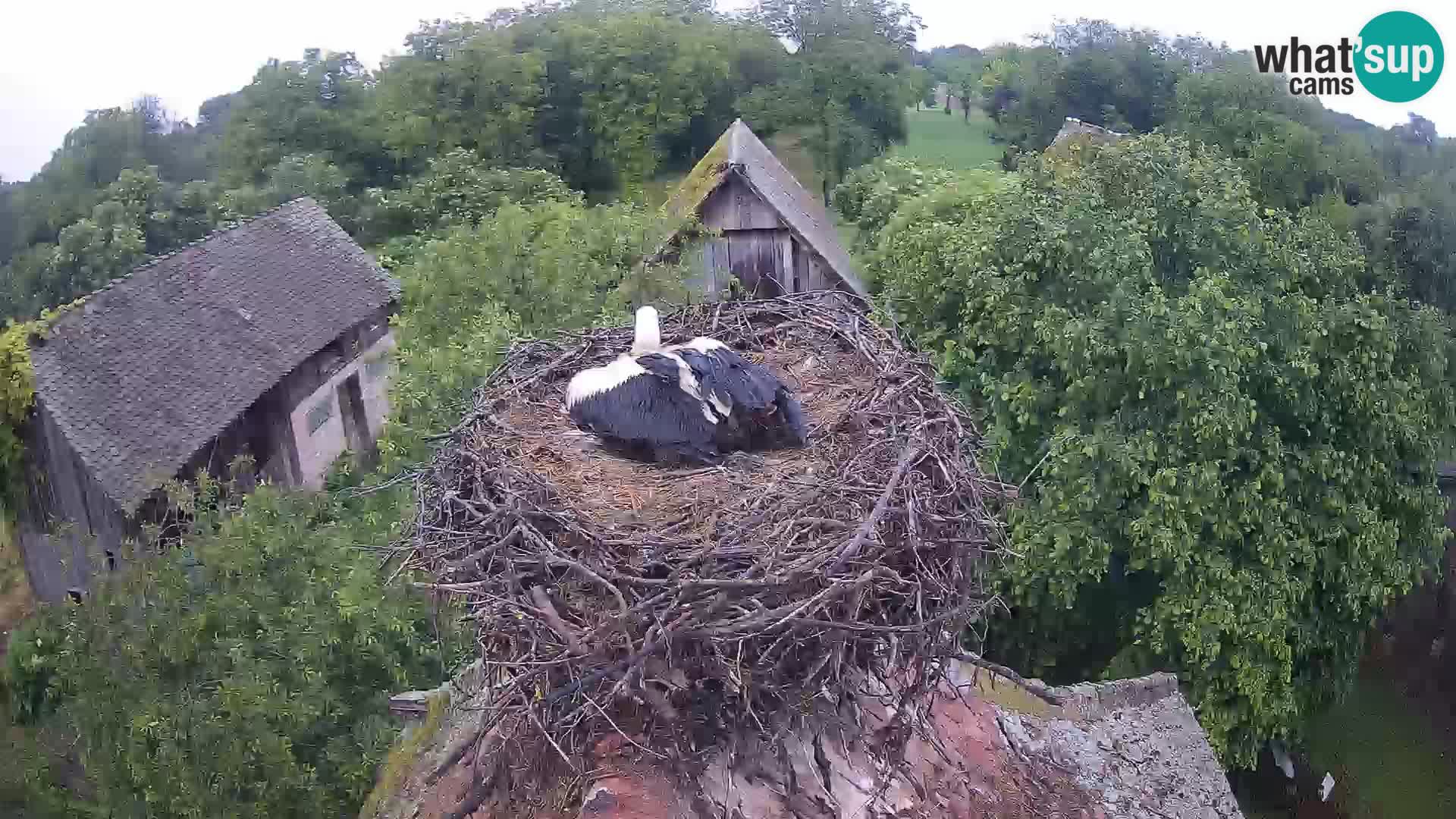 Villaggio delle cicogne europee webcam Parco naturale di Lonjsko polje