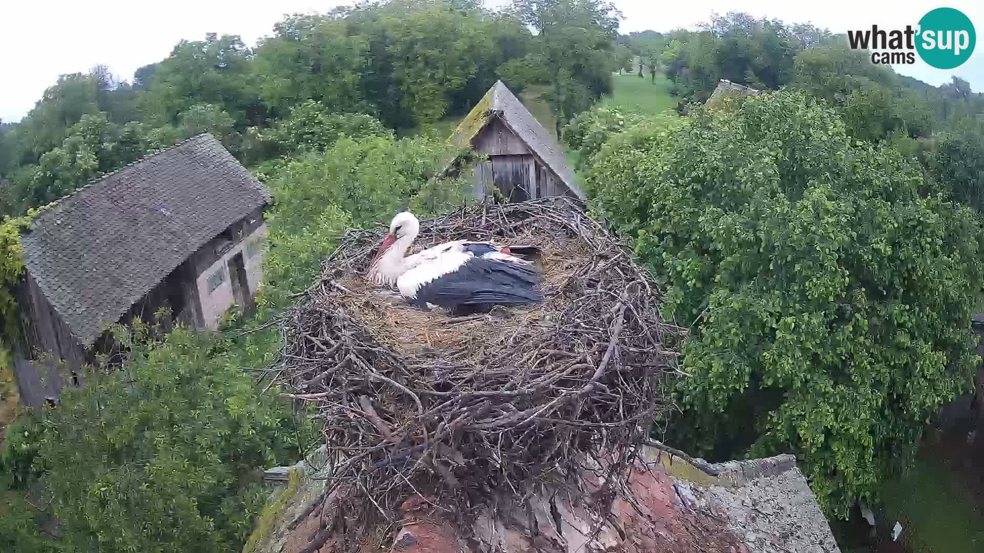 Villaggio delle cicogne europee webcam Parco naturale di Lonjsko polje