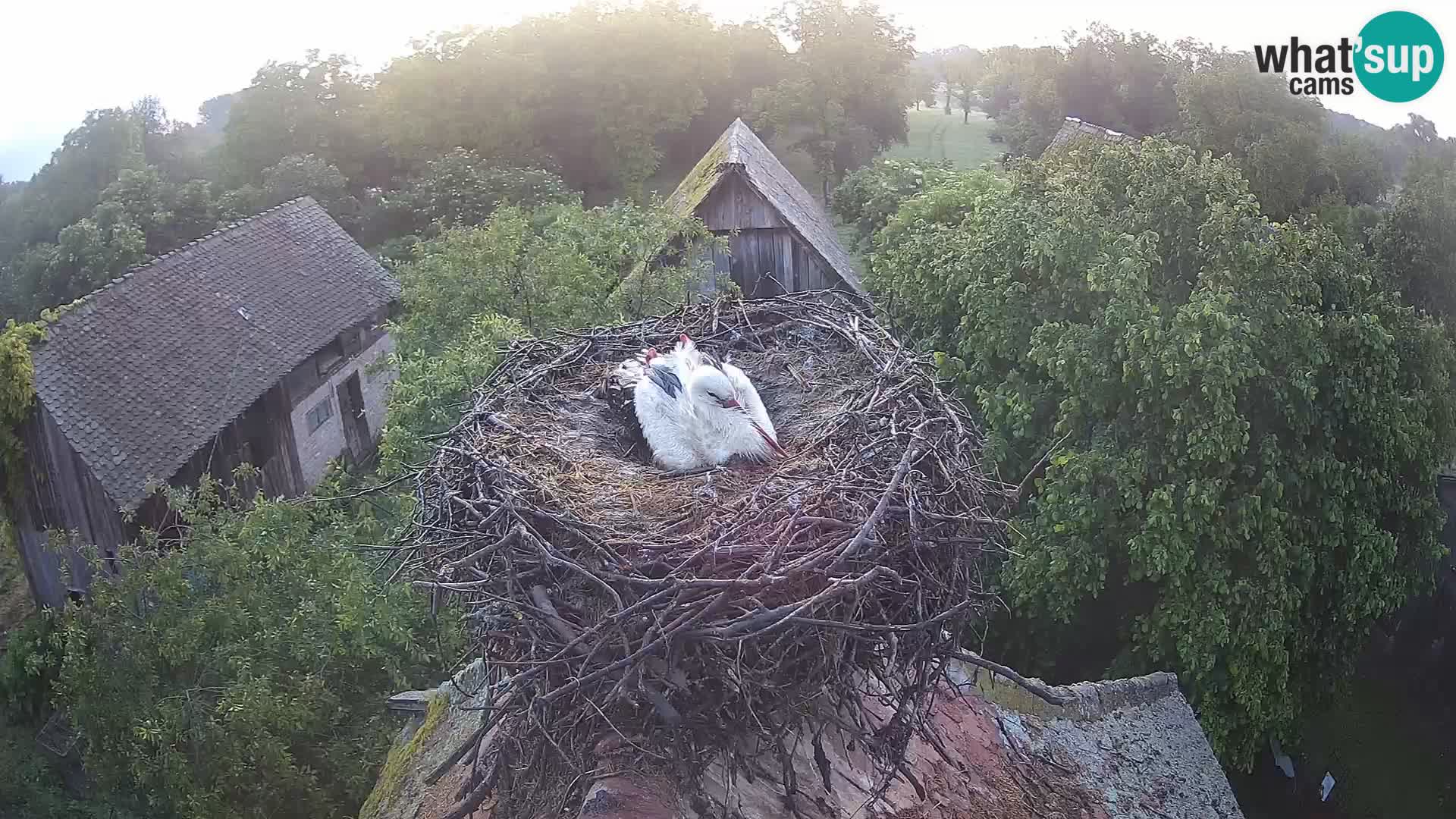Pueblo europeo de cigüeñas camera en vivo Parque Natural Lonjsko polje